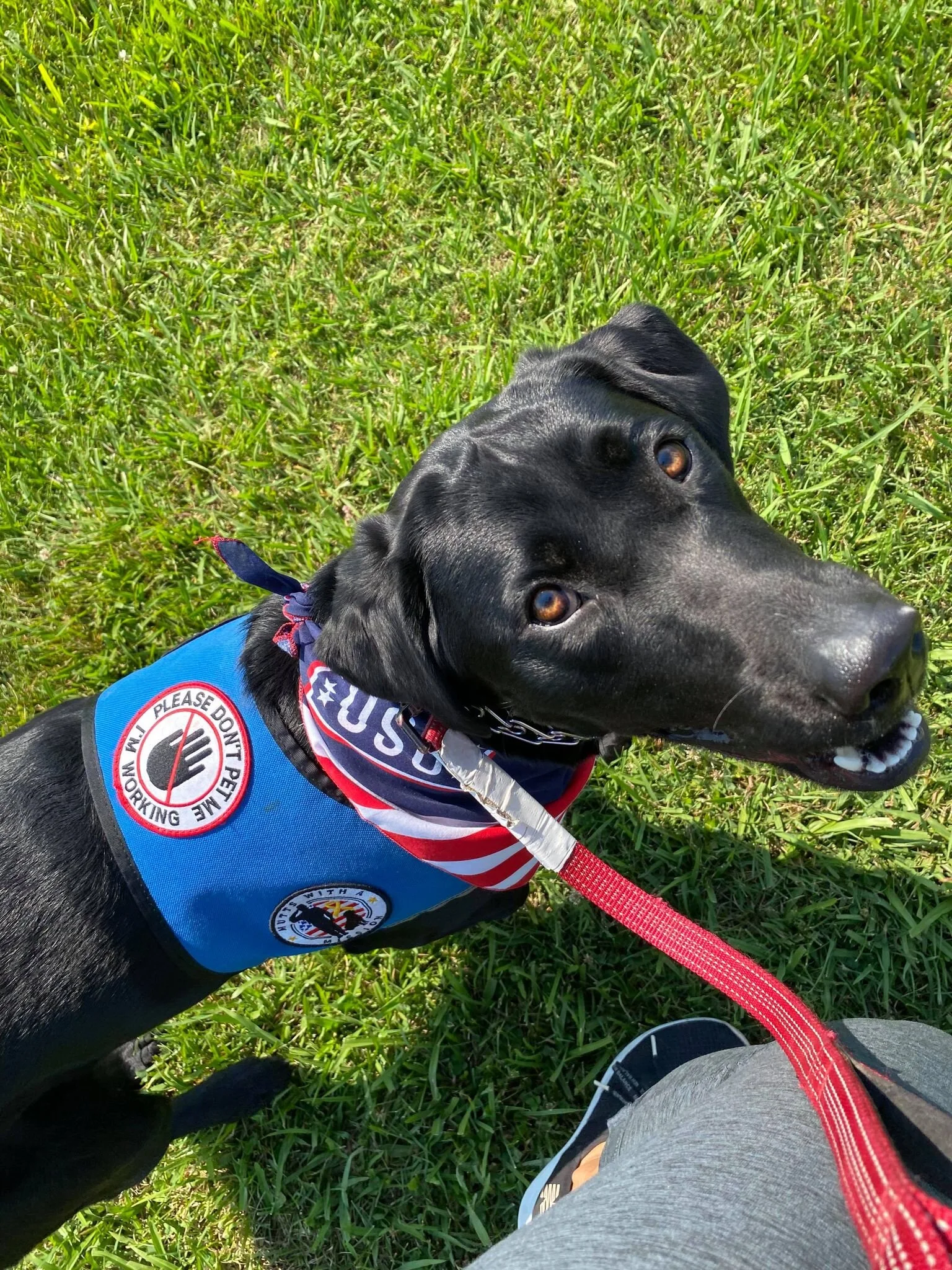 Working Dog Jacket „Please Ignore Me“ – Warnweste Für Hunde, Verstellbar & Bedruckt
