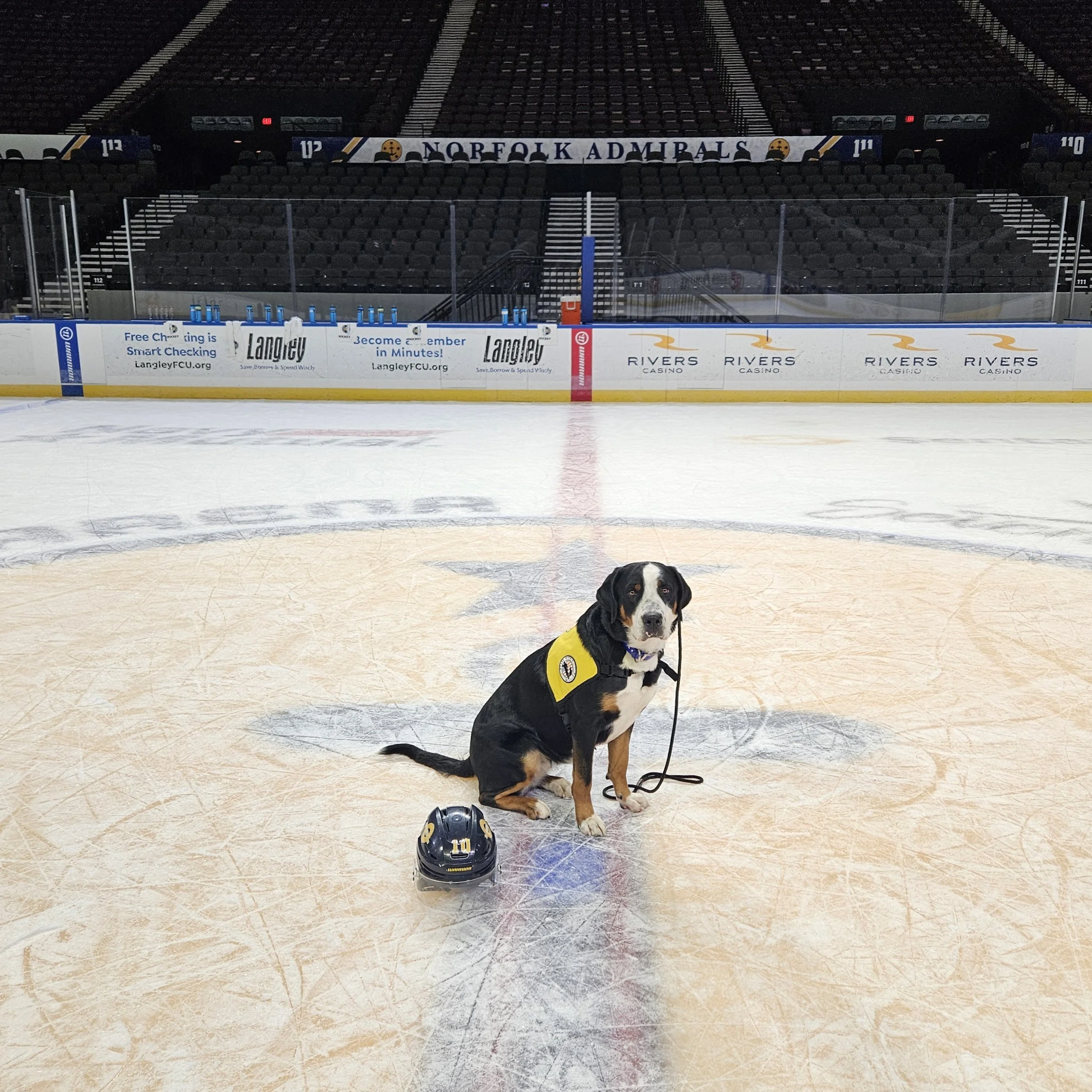 Norfolk Admirals, Mutts With A Mission Partner to Showcase Service Dogs - Featuring Avalanche