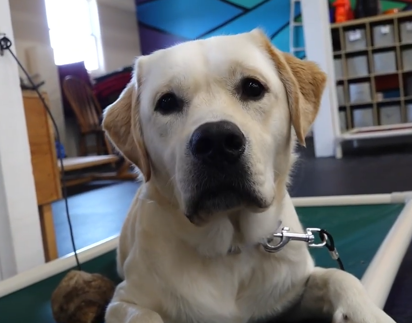 Virginia Beach Service Dog organization seeking Puppy Raisers - MWAM