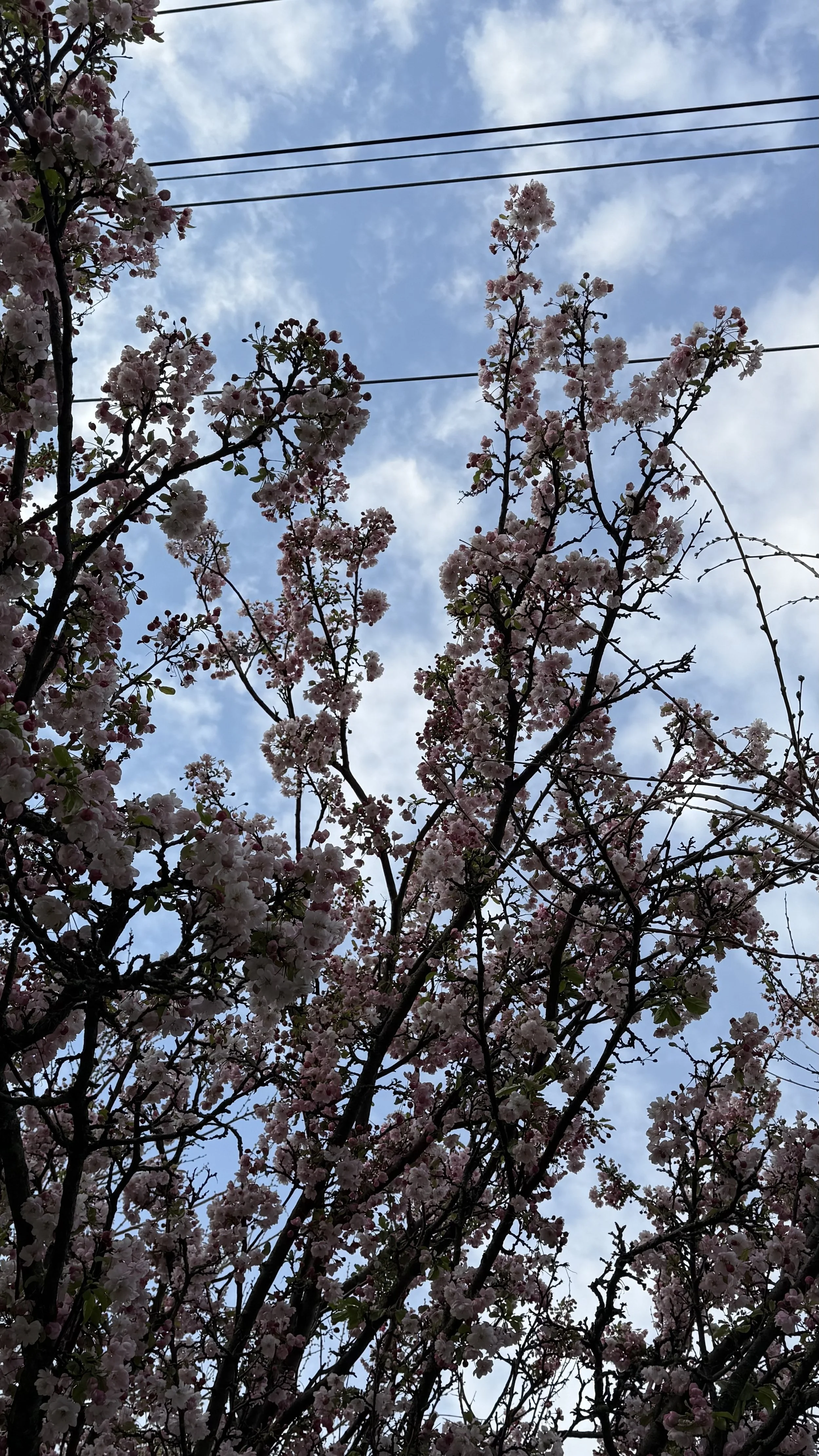 IMG_3773.jpeg