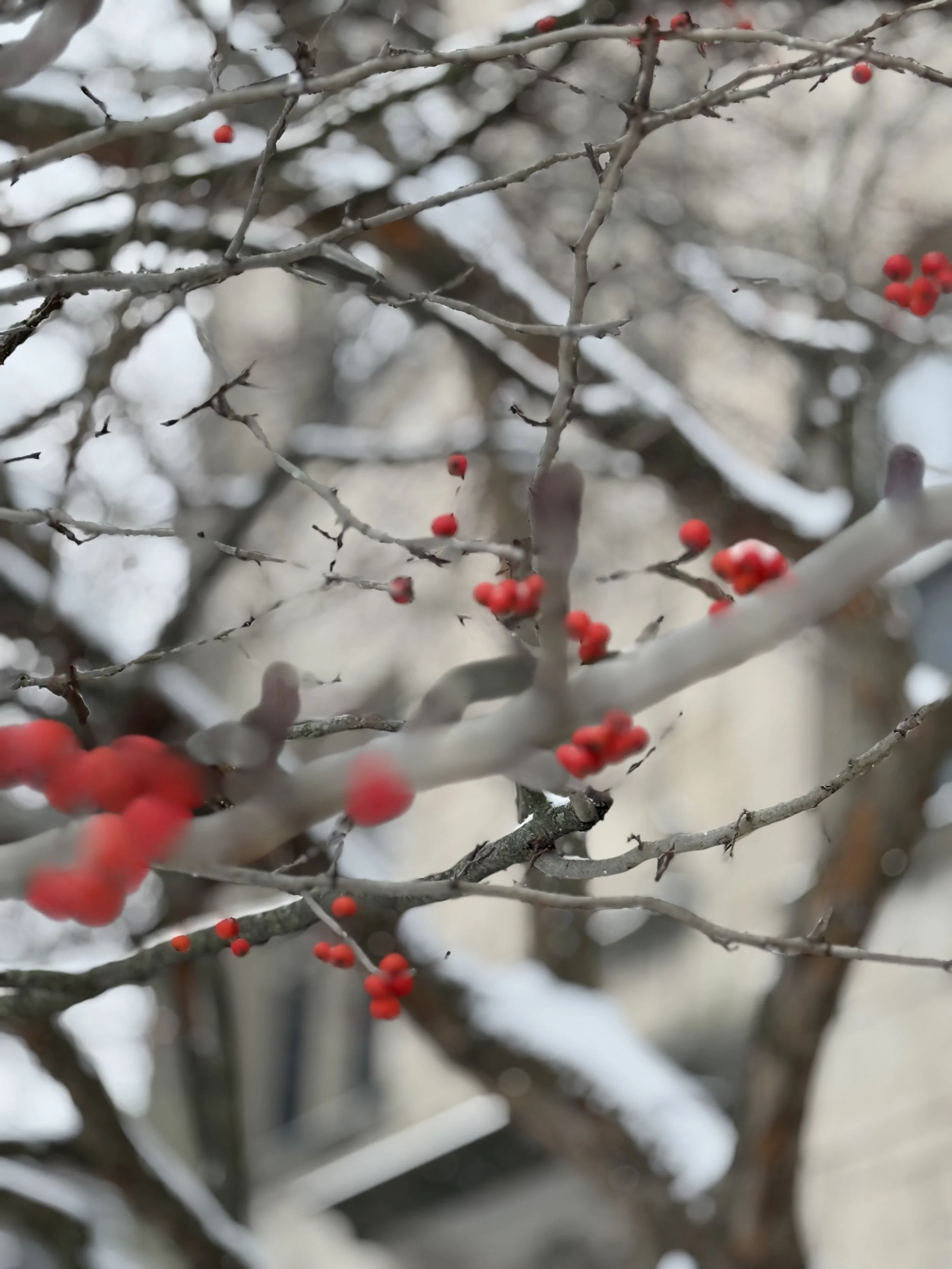 IMG_1980.jpeg