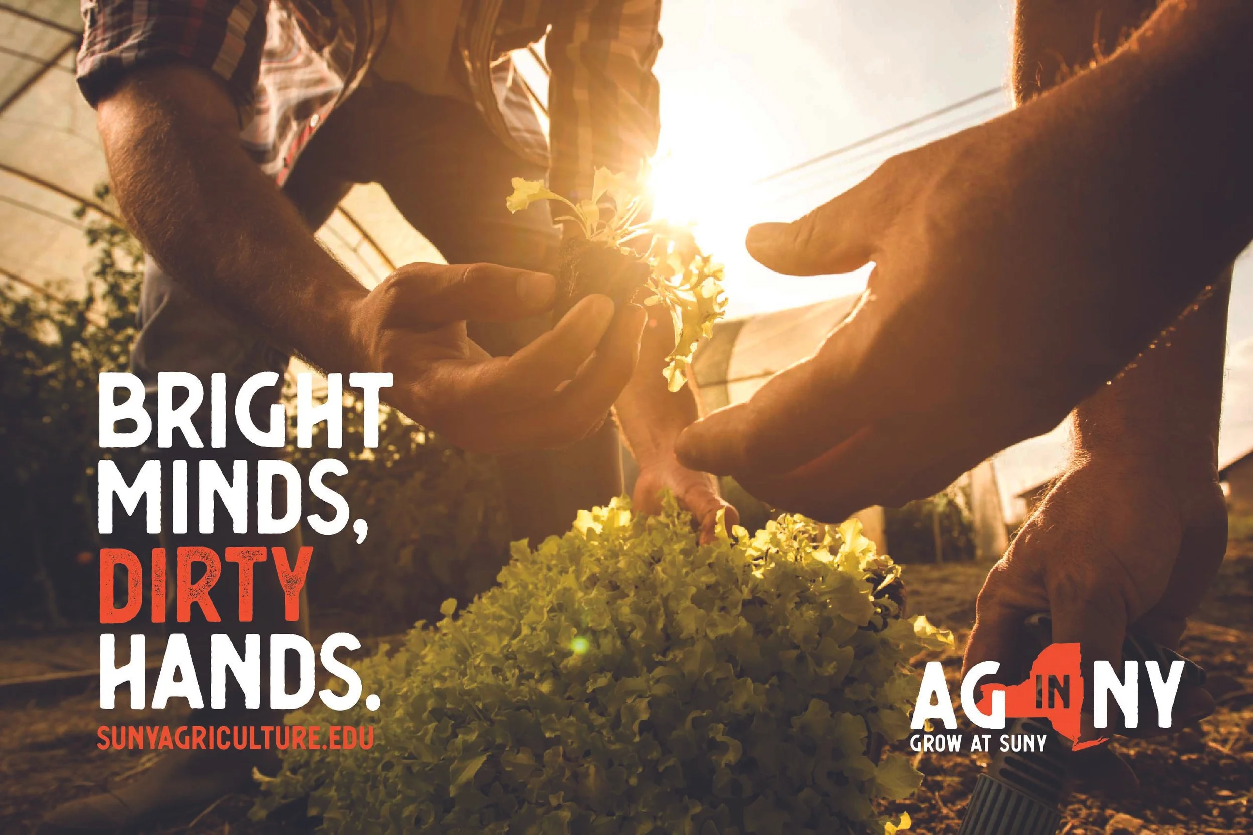 Hands planting lettuce plants with Bright Minds, Dirty Hands. SunyAgriculture.edu to the left. To the right is the Ag in NY logo