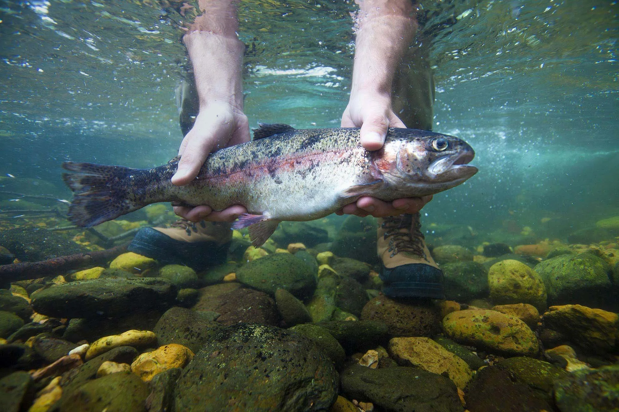 Fish held underwater in a pair of hands. SUNY Ag campaign image