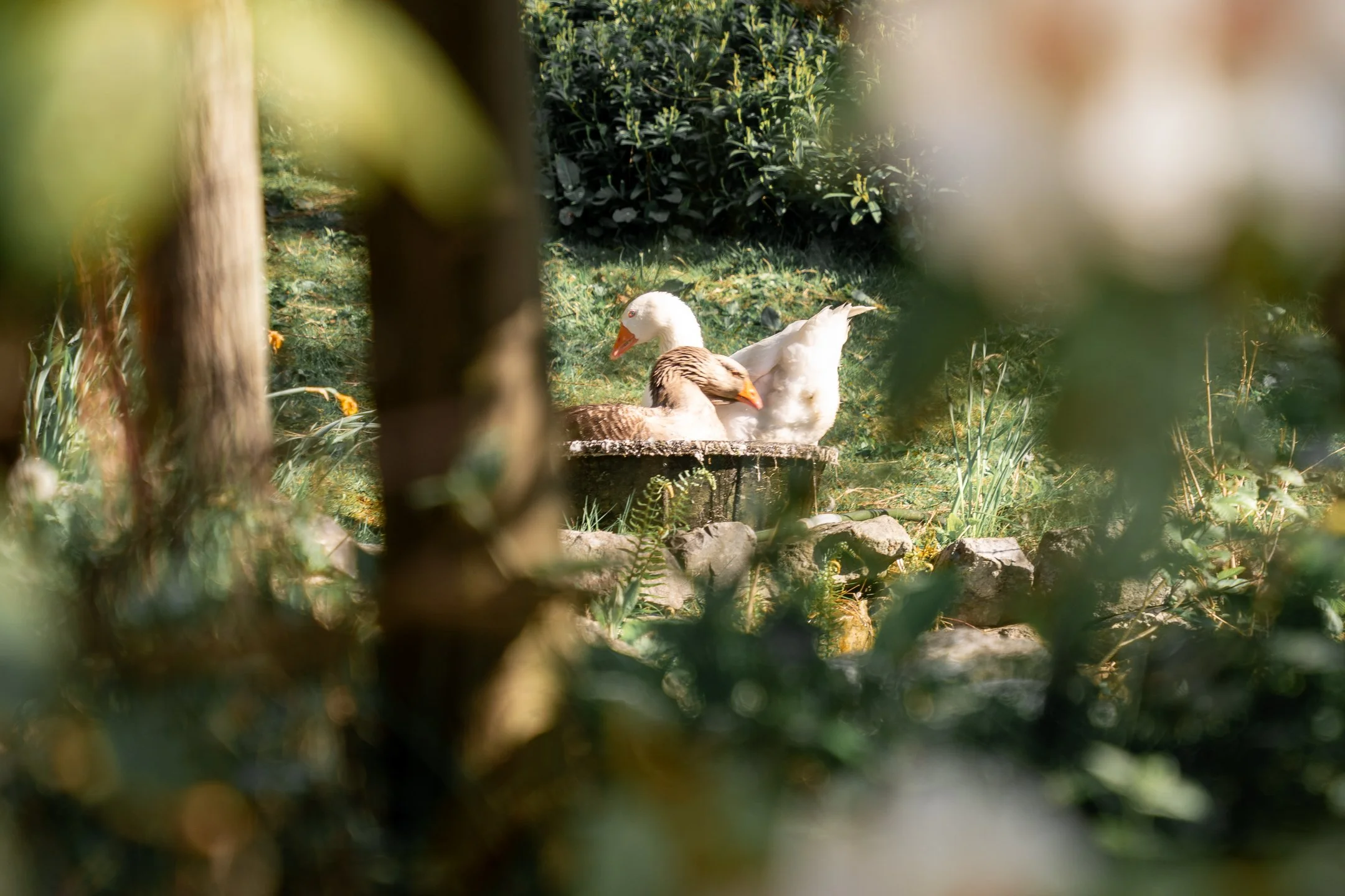 Alderwood Farm-4.jpg