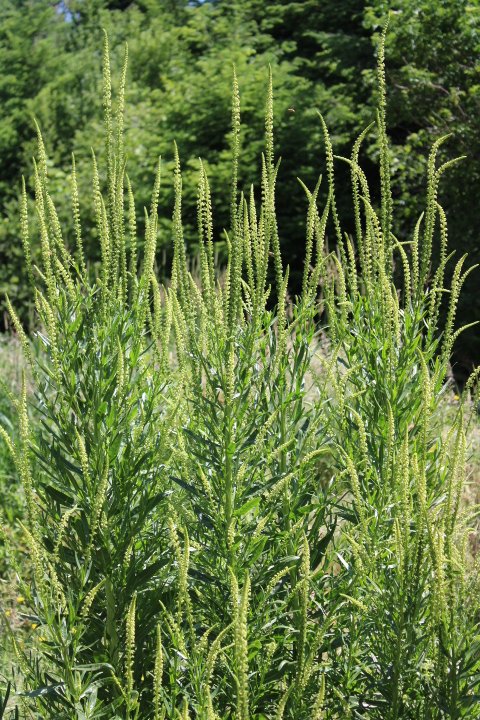 Add weld to your dye garden for brilliant, natural yellows on cotton, silk, linen, or wool