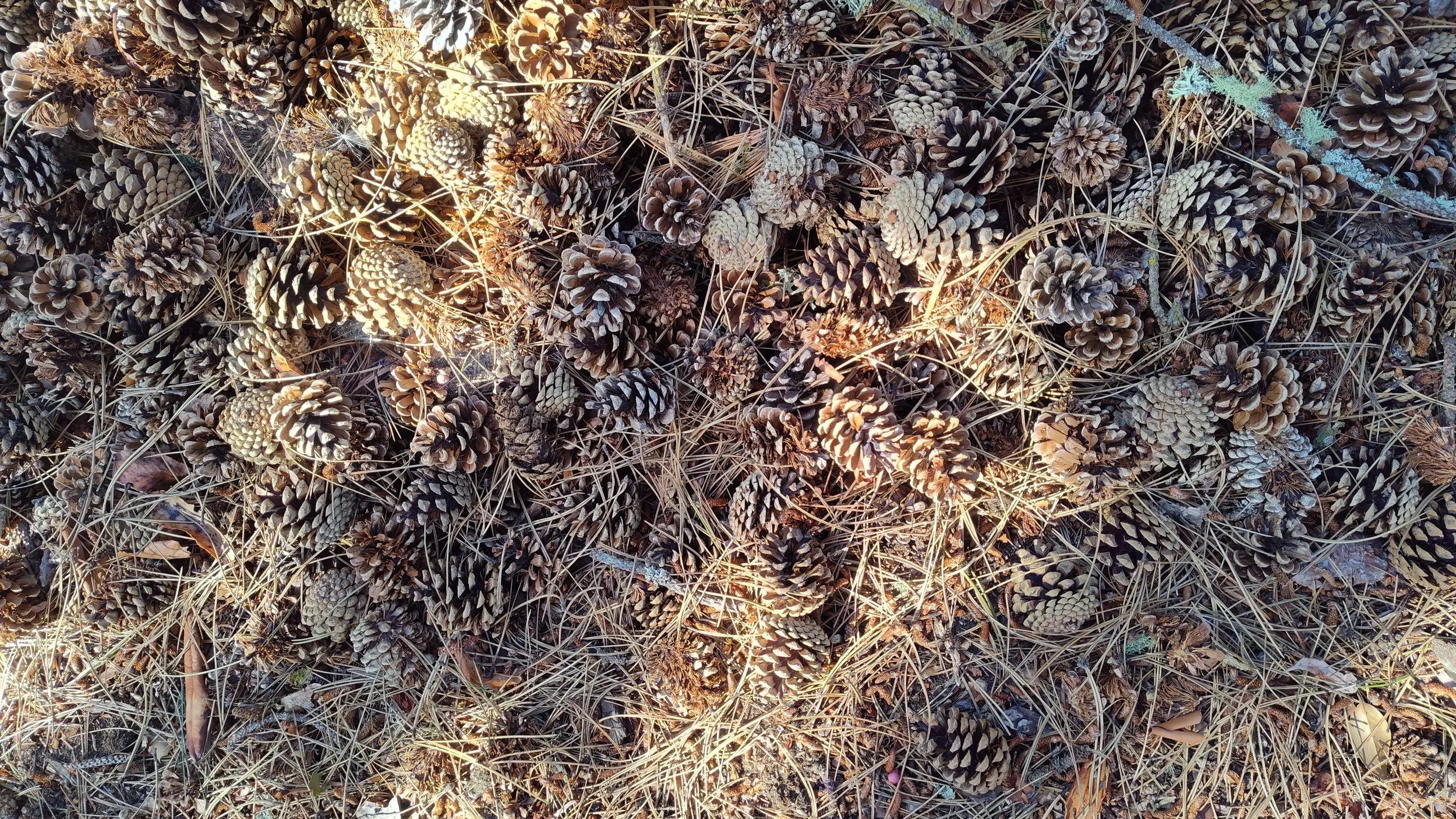 Natural Pines Cones for sale- Excellent for DYI crafts, wreaths, garlands, Christmas ornaments, bird feeders, and much more.