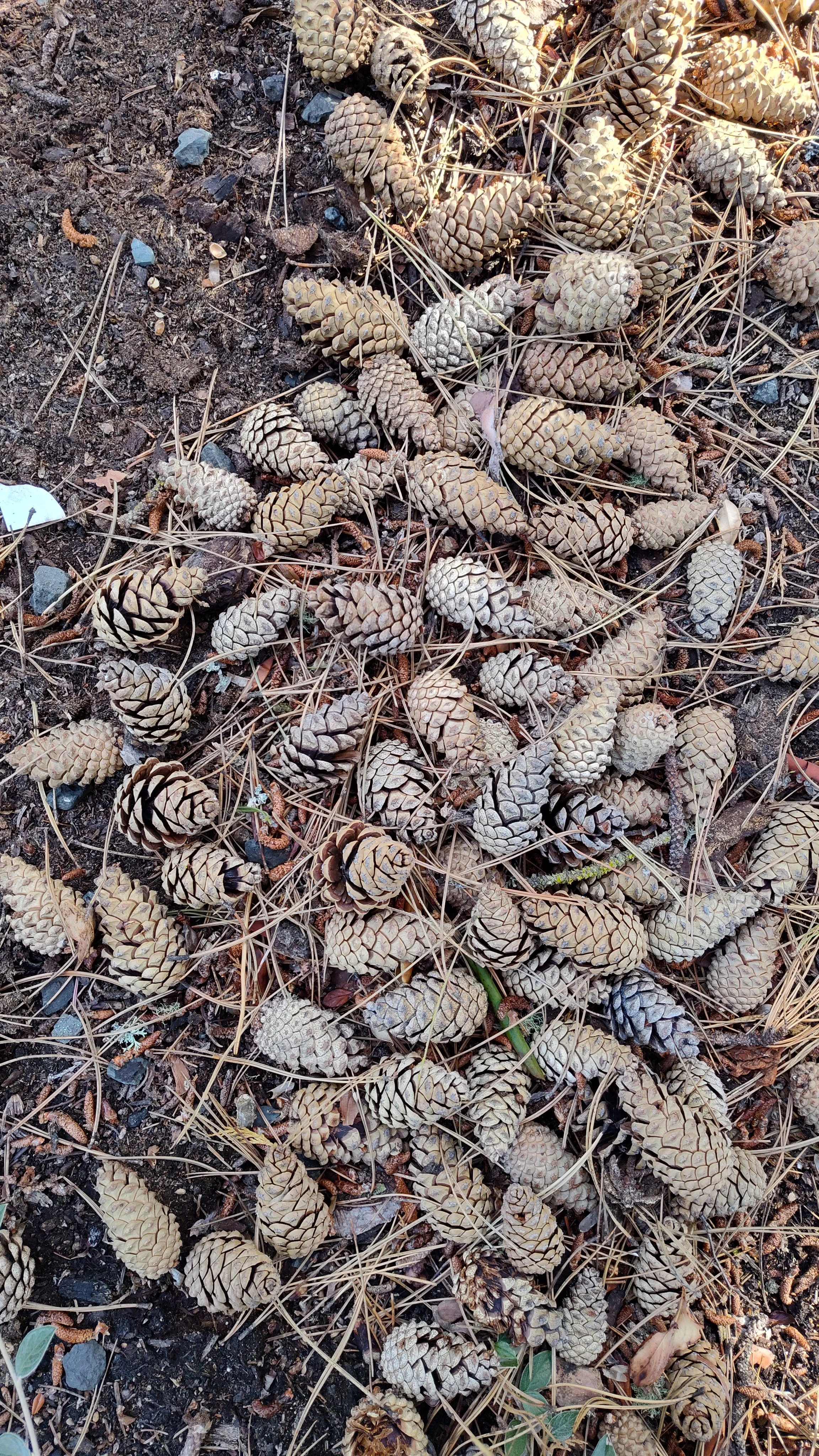 Natural Pines Cones for sale- Excellent for DYI crafts, wreaths, garlands, Christmas ornaments, bird feeders, and much more.