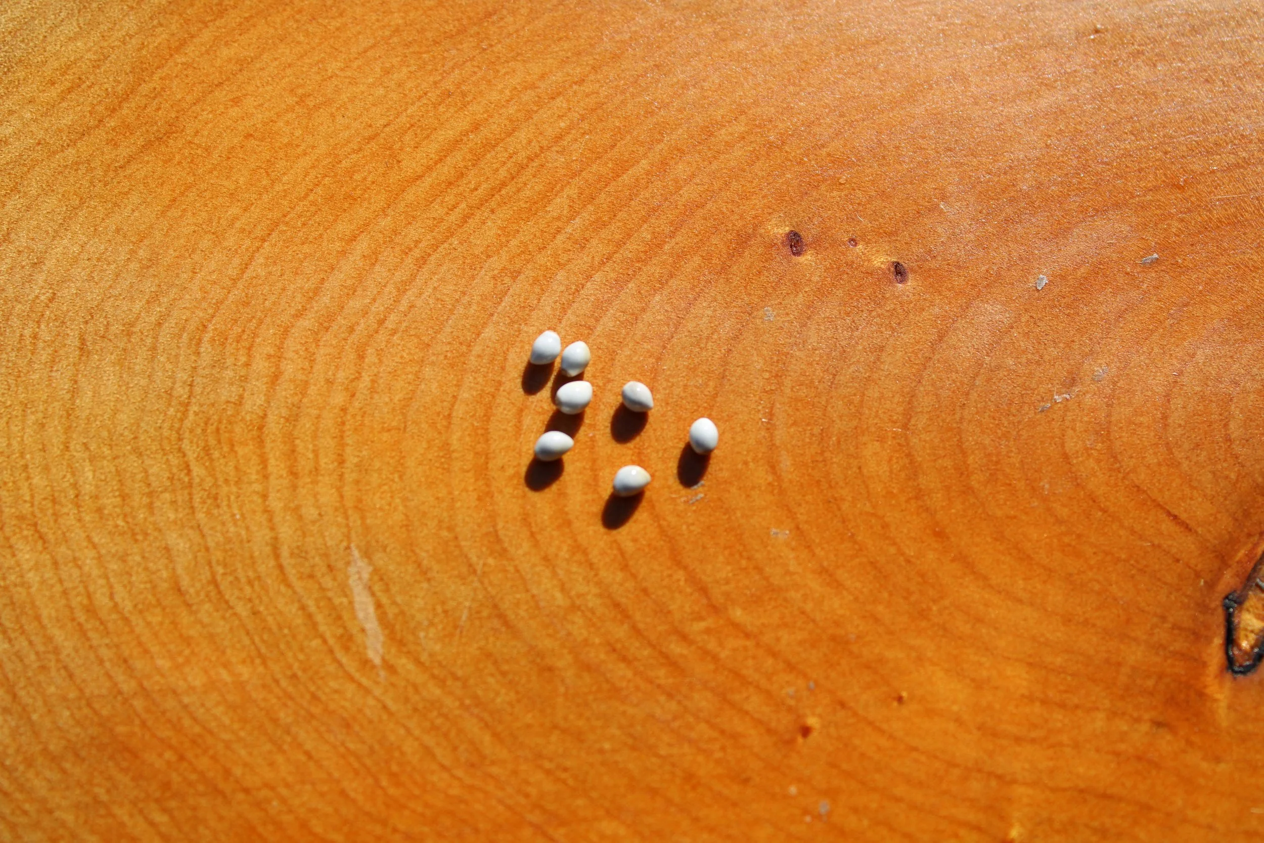 Murasaki seeds for growing your own natural purple dye