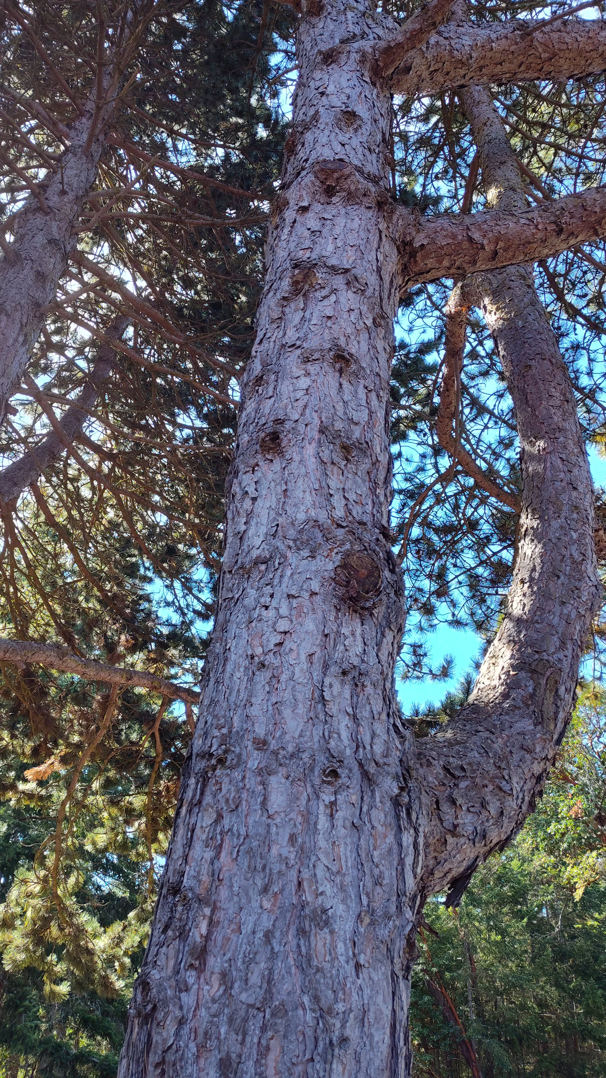 Natural Pines Cones for sale- Excellent for DYI crafts, wreaths, garlands, Christmas ornaments, bird feeders, and much more.
