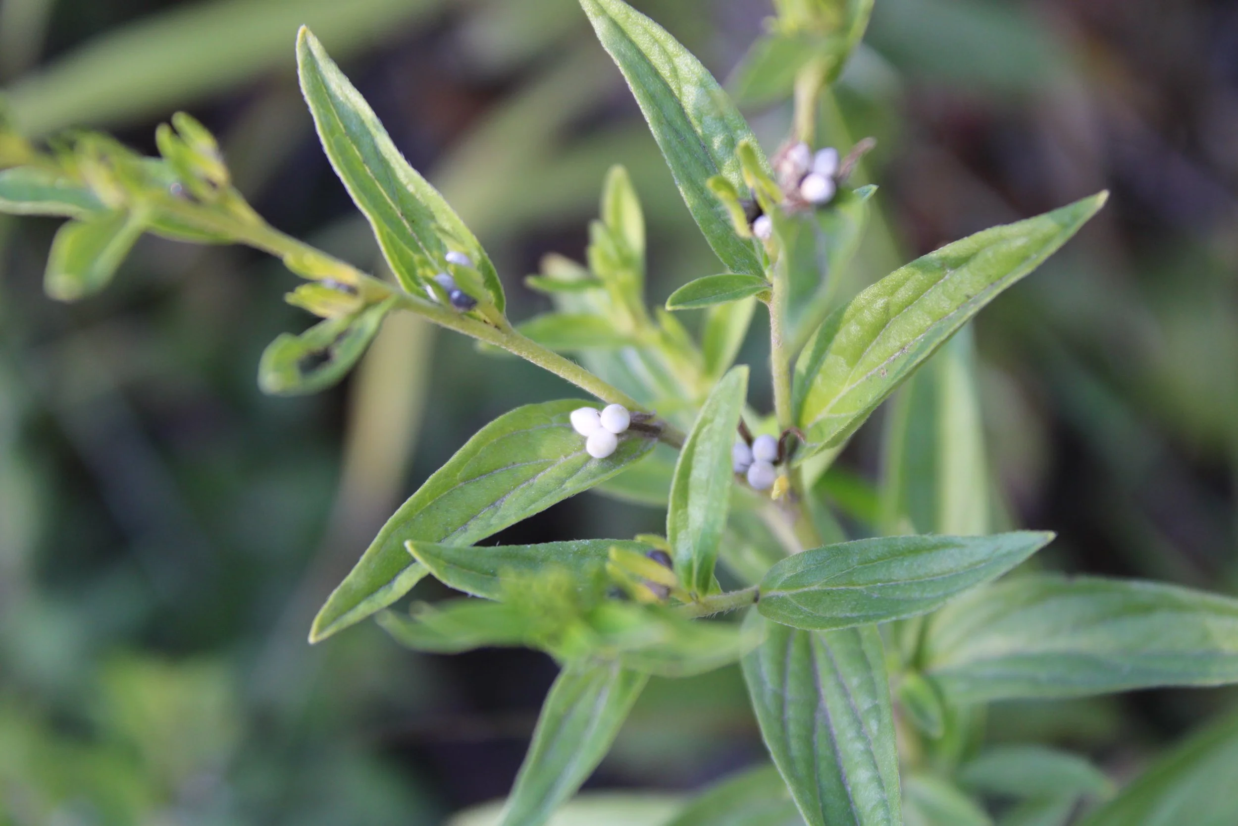 Murasaki seeds for growing your own natural purple dye