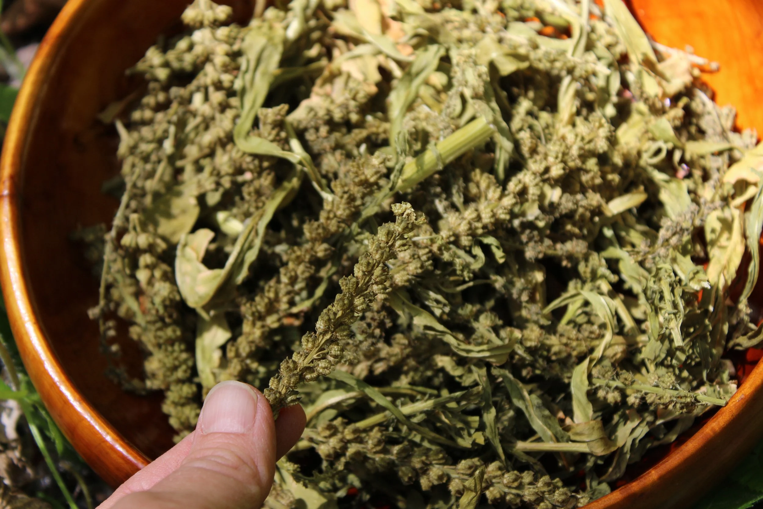 Dried weld for sale. Natural dye cotton, linen, silk, or wool brilliant yellow or greens when used with a modifier