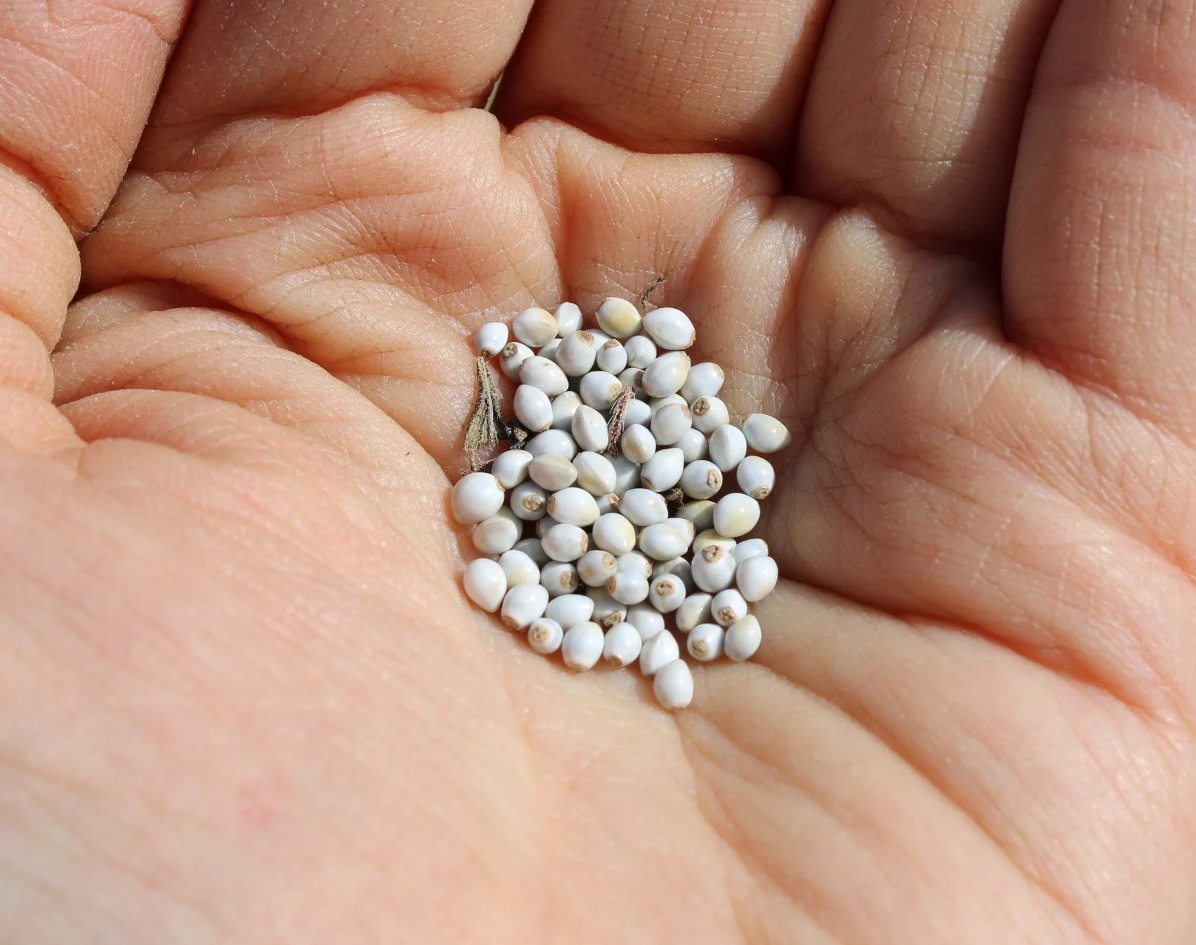 Murasaki seeds for growing your own natural purple dye