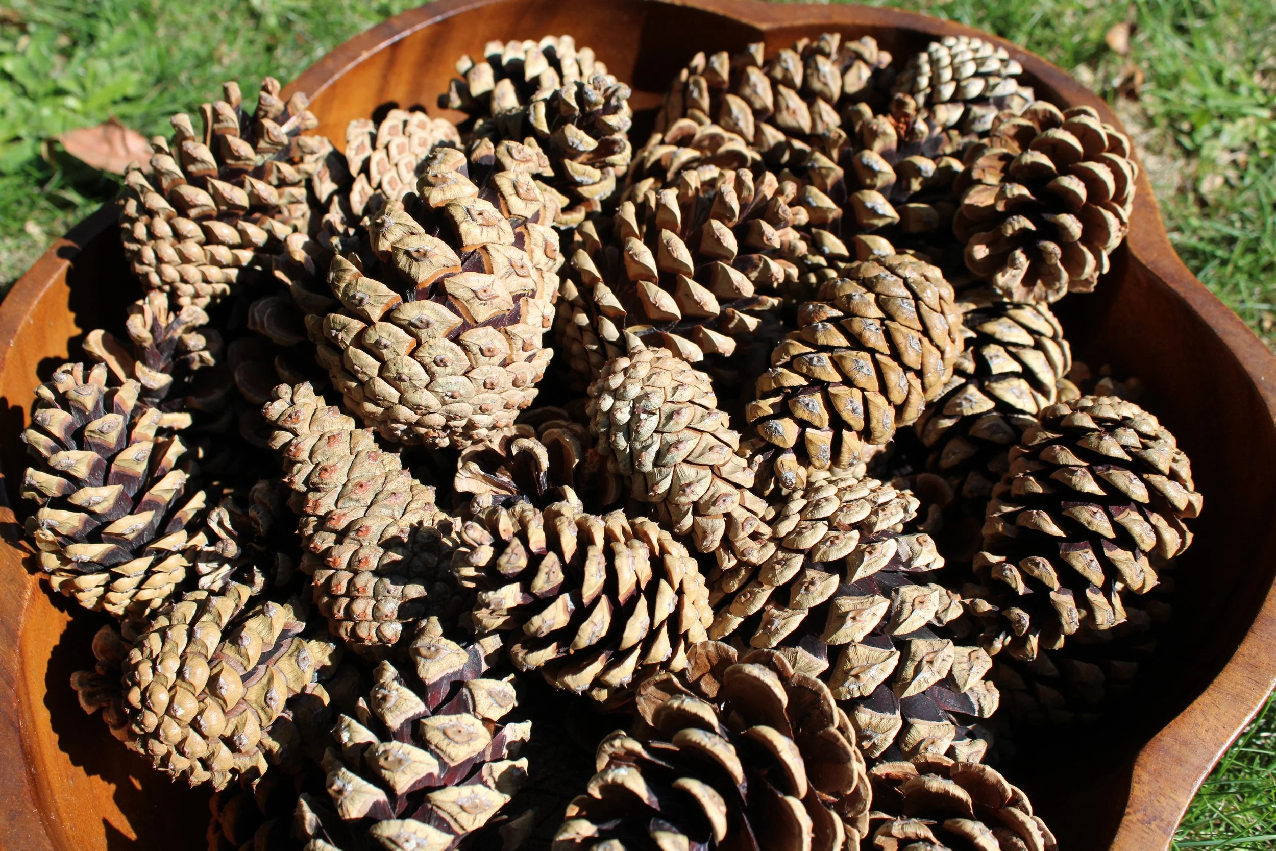 Pines Cones for sale- Excellent for DYI crafts, wreaths, garlands, Christmas ornaments, bird feeders, and much more.