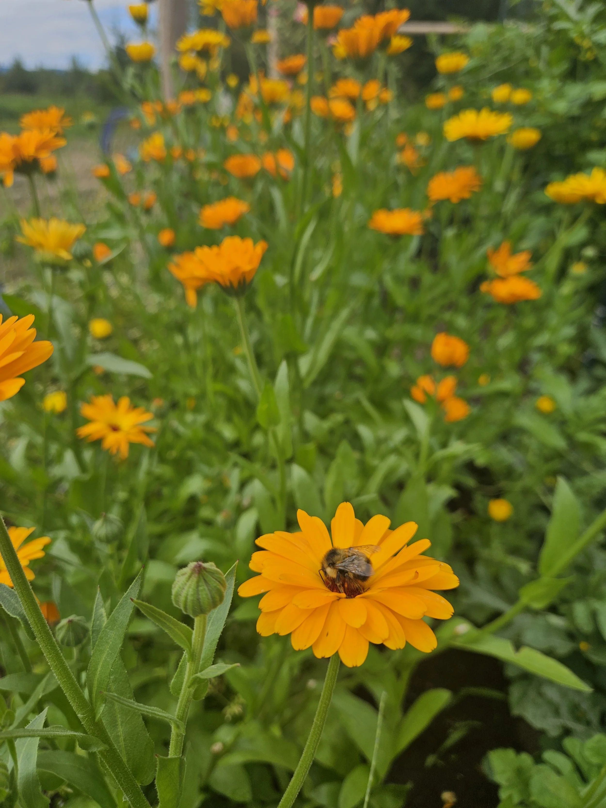 Coot's Castle Calendula Blossoms for infusing avocado oil and making goat milk soap