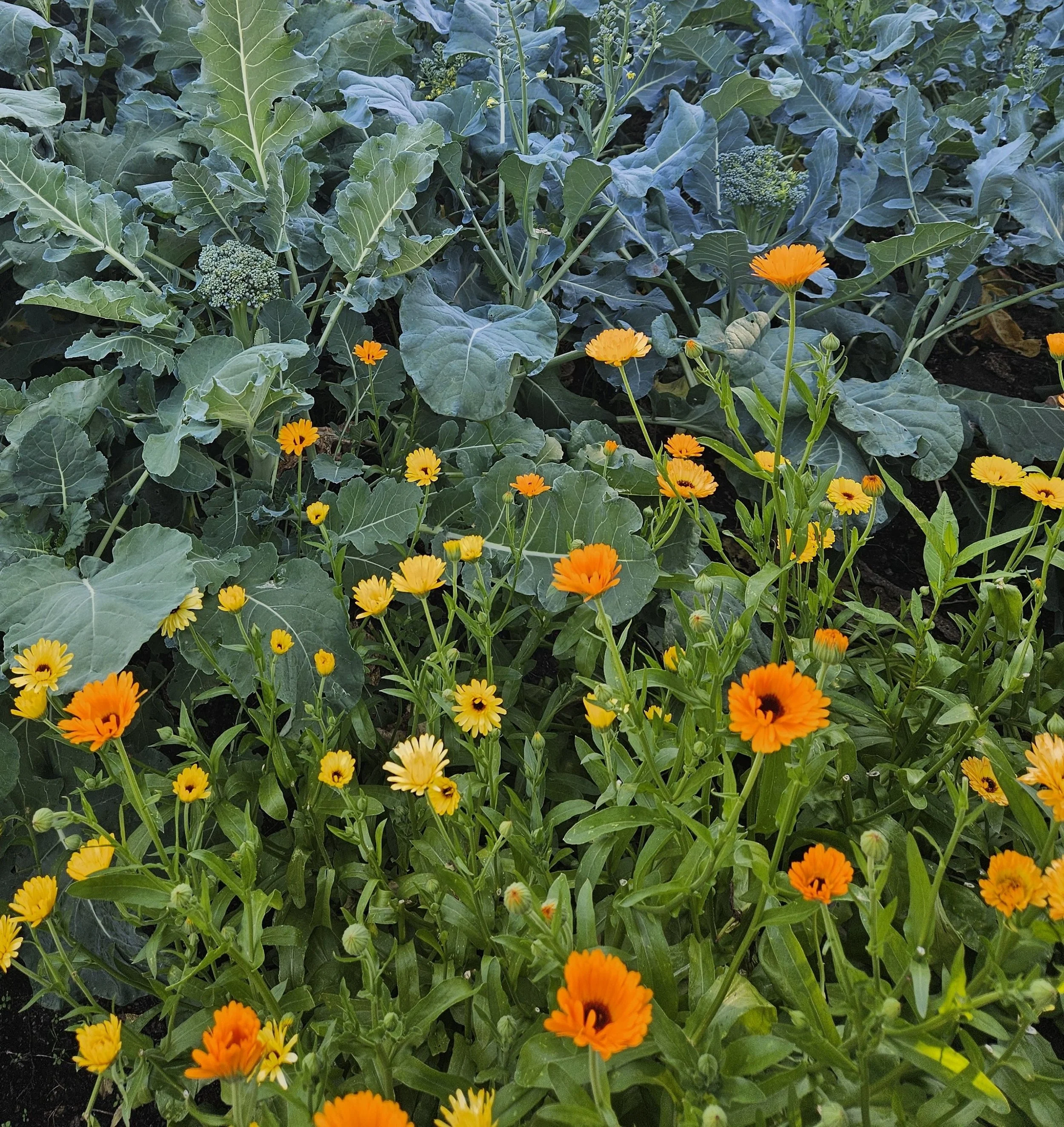 Coot's Castle Calendula Blossoms for infusing avocado oil and making goat milk soap