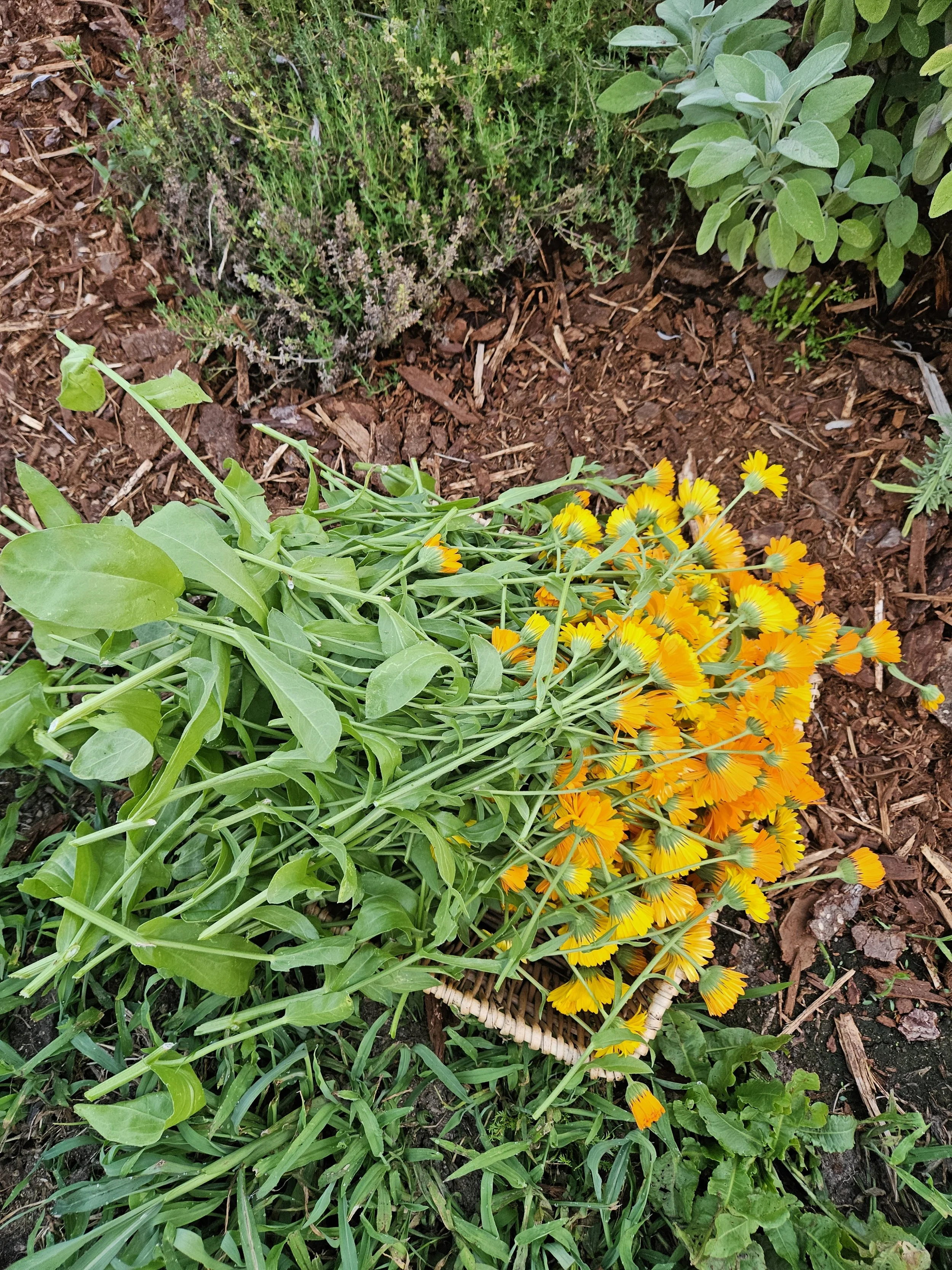 Coot's Castle Calendula Blossoms for infusing avocado oil and making goat milk soap