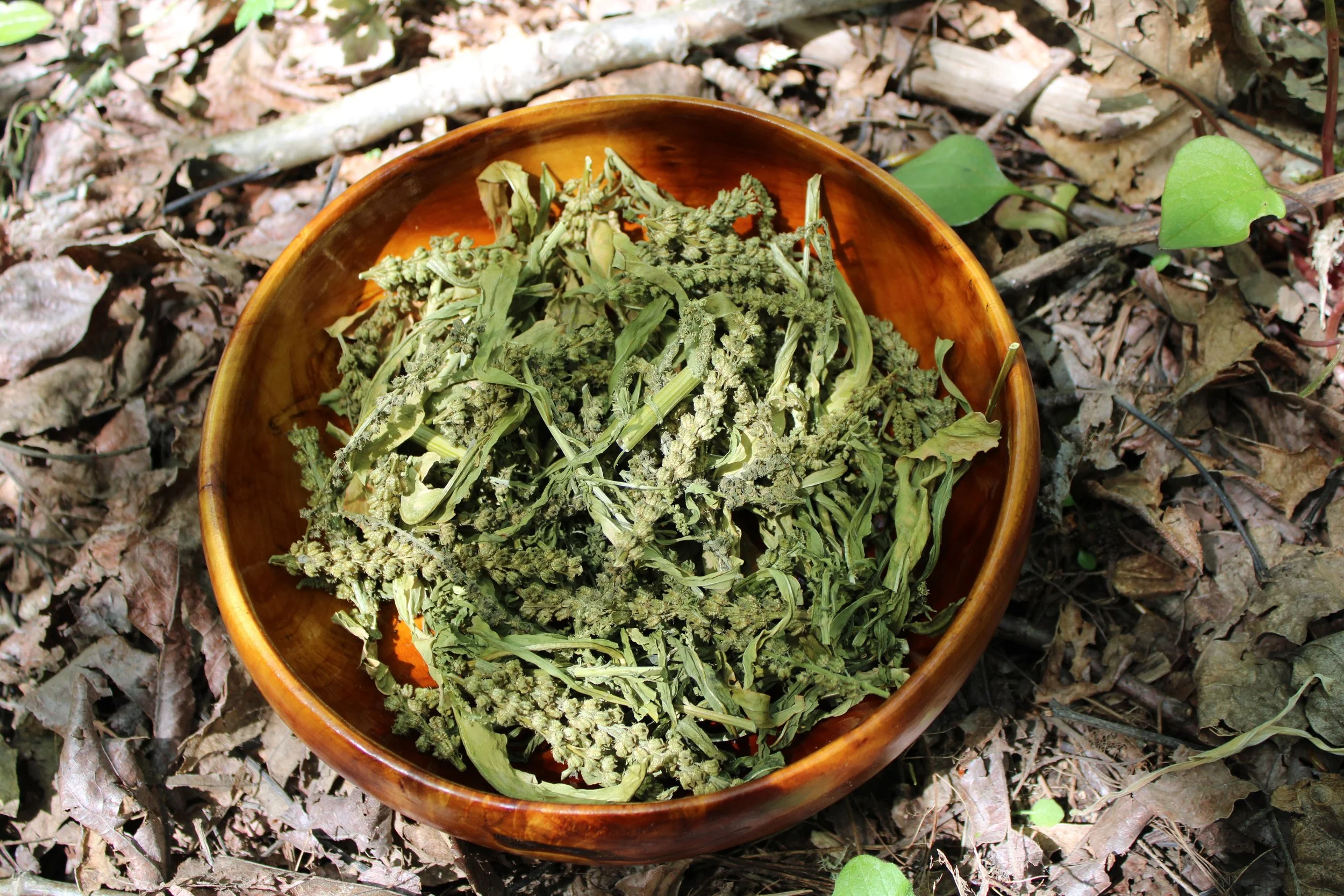 Dried weld for sale. Natural dye cotton, linen, silk, or wool brilliant yellow or greens when used with a modifier