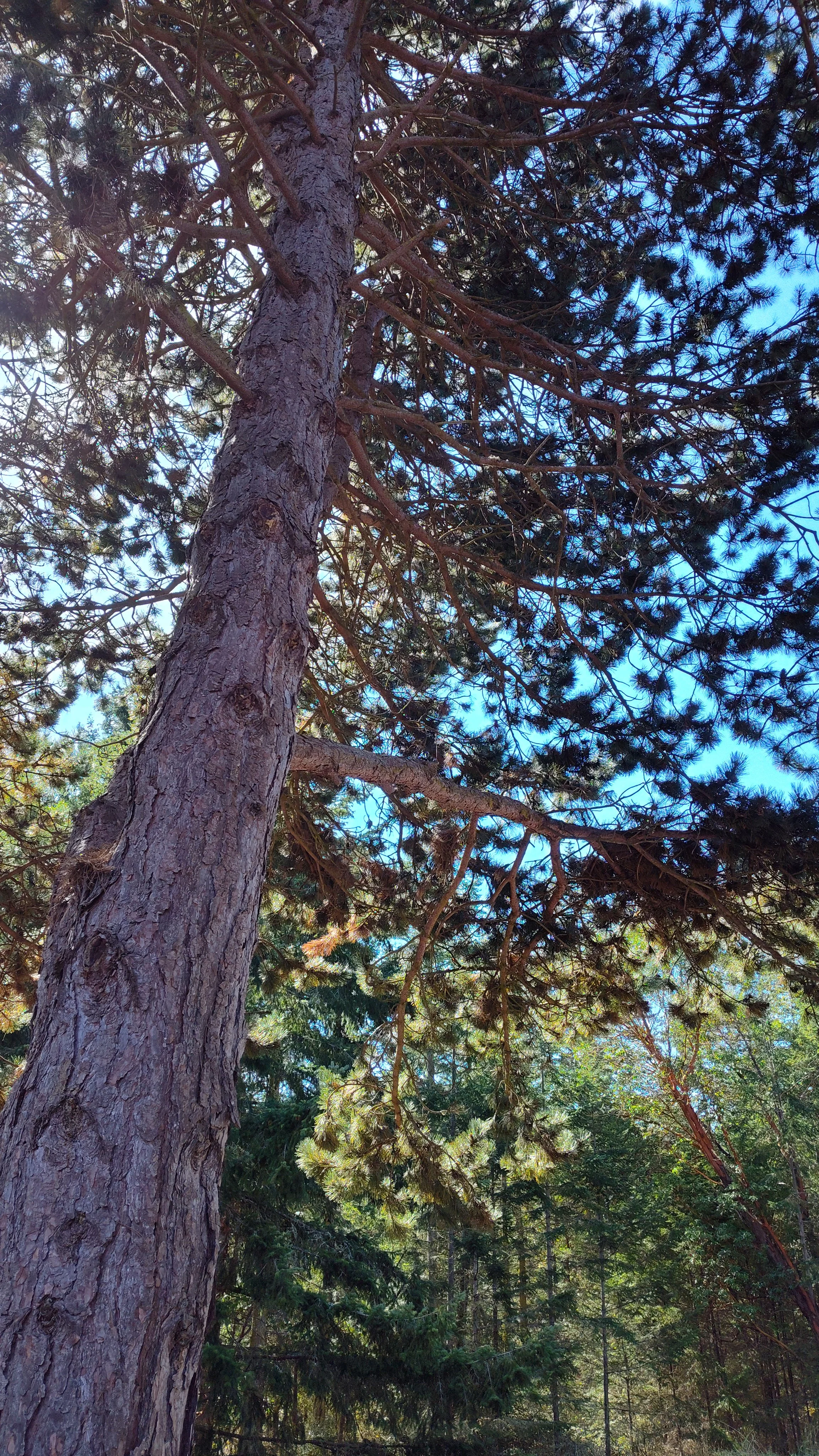 Natural Pines Cones for sale- Excellent for DYI crafts, wreaths, garlands, Christmas ornaments, bird feeders, and much more.