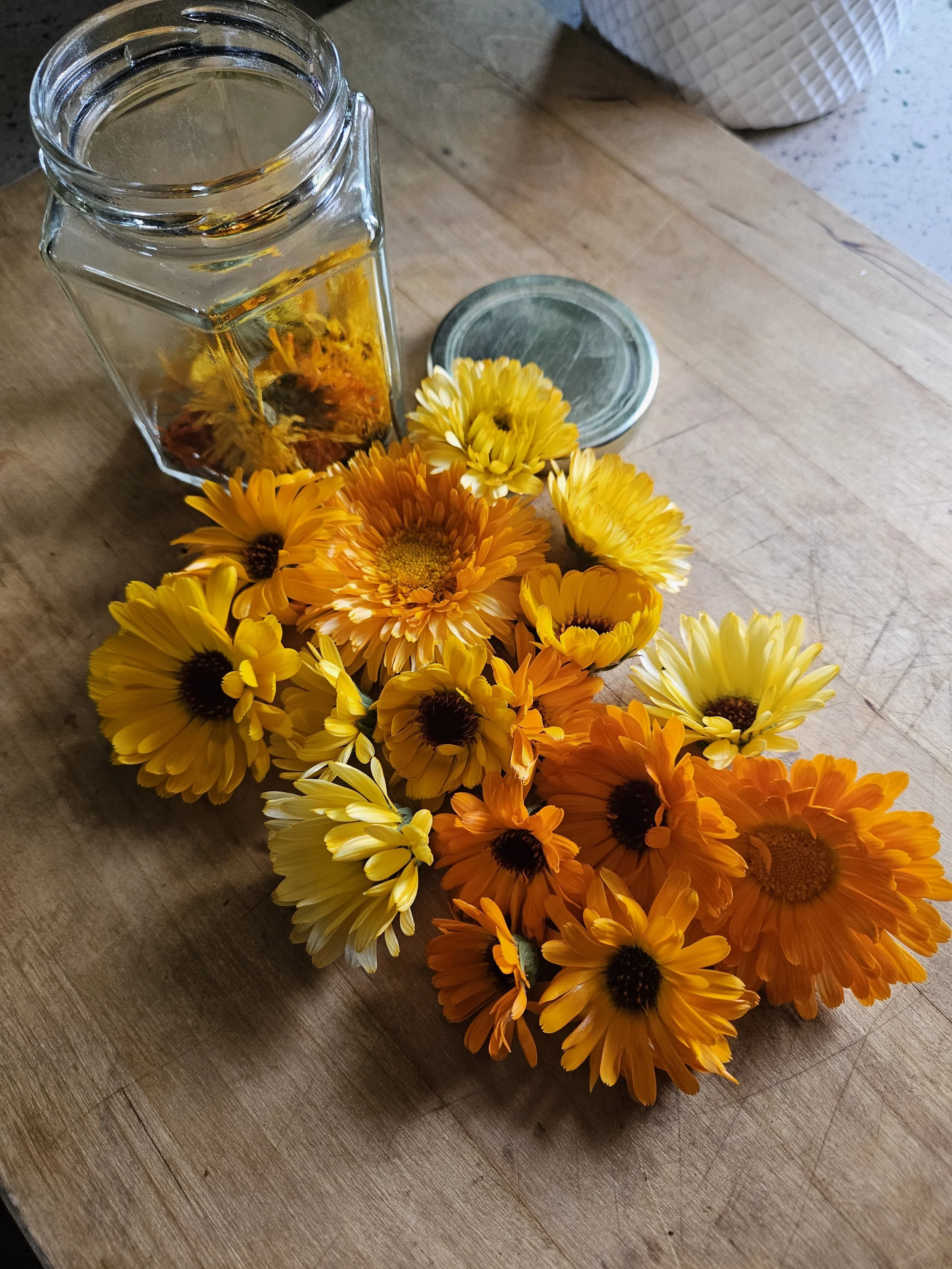 Coot's Castle Calendula Blossoms for infusing avocado oil and making goat milk soap
