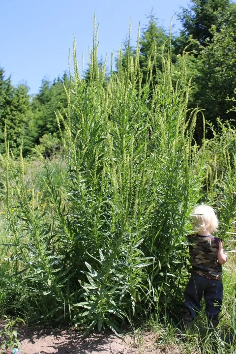 Add weld to your dye garden for brilliant, natural yellows on cotton, silk, linen, or wool
