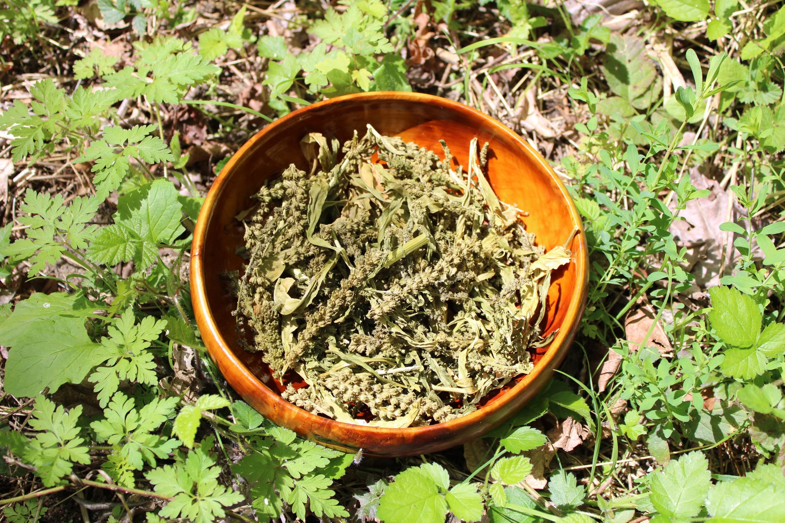 Dried weld for sale. Natural dye cotton, linen, silk, or wool brilliant yellow or greens when used with a modifier
