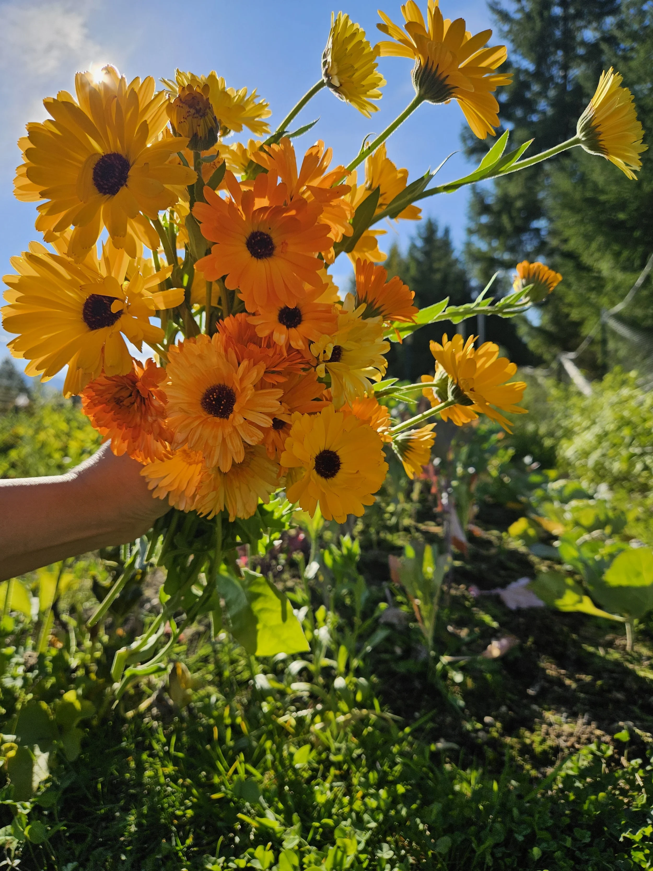 Goat Milk Soap with Calendula