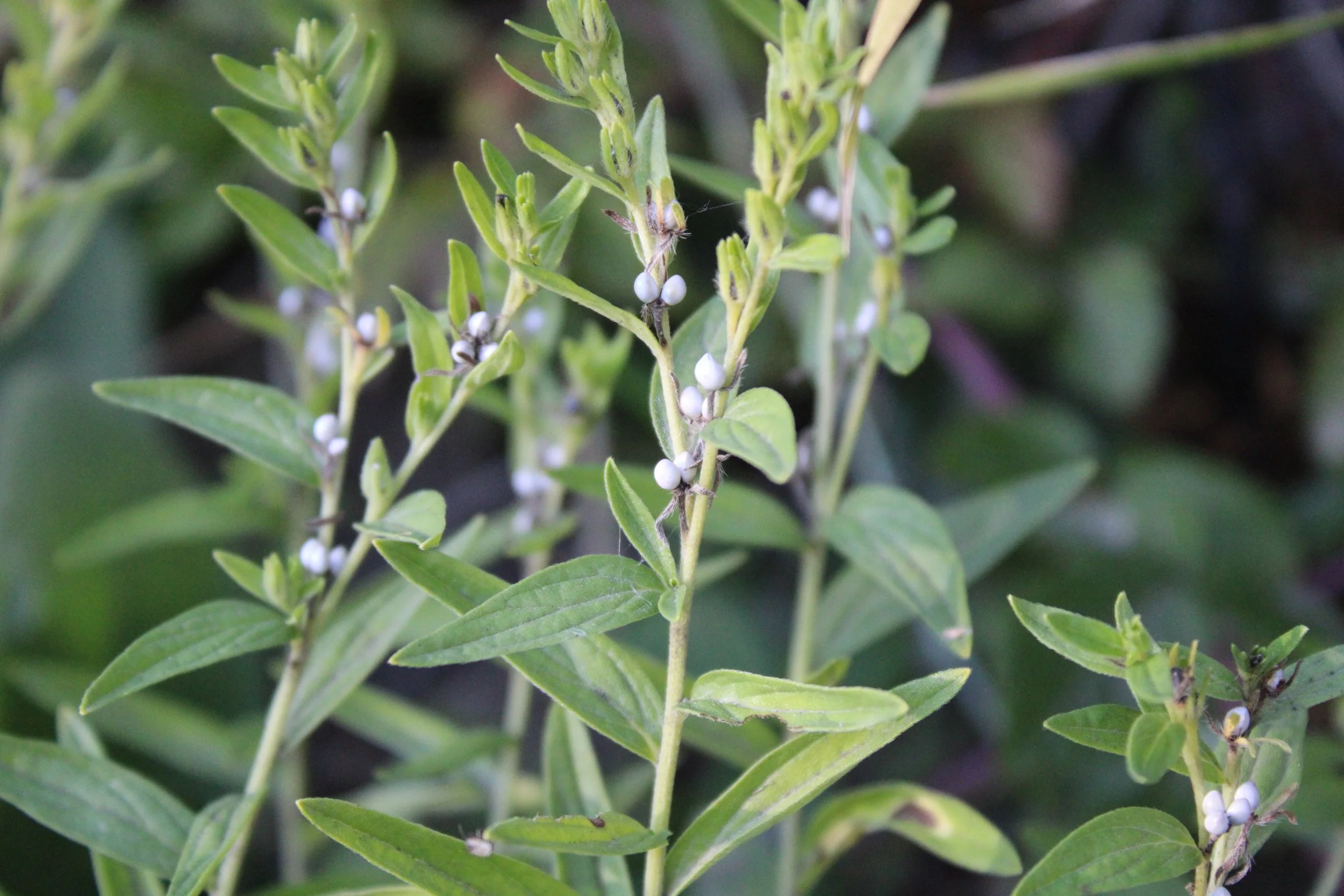 Murasaki seeds for growing your own natural purple dye