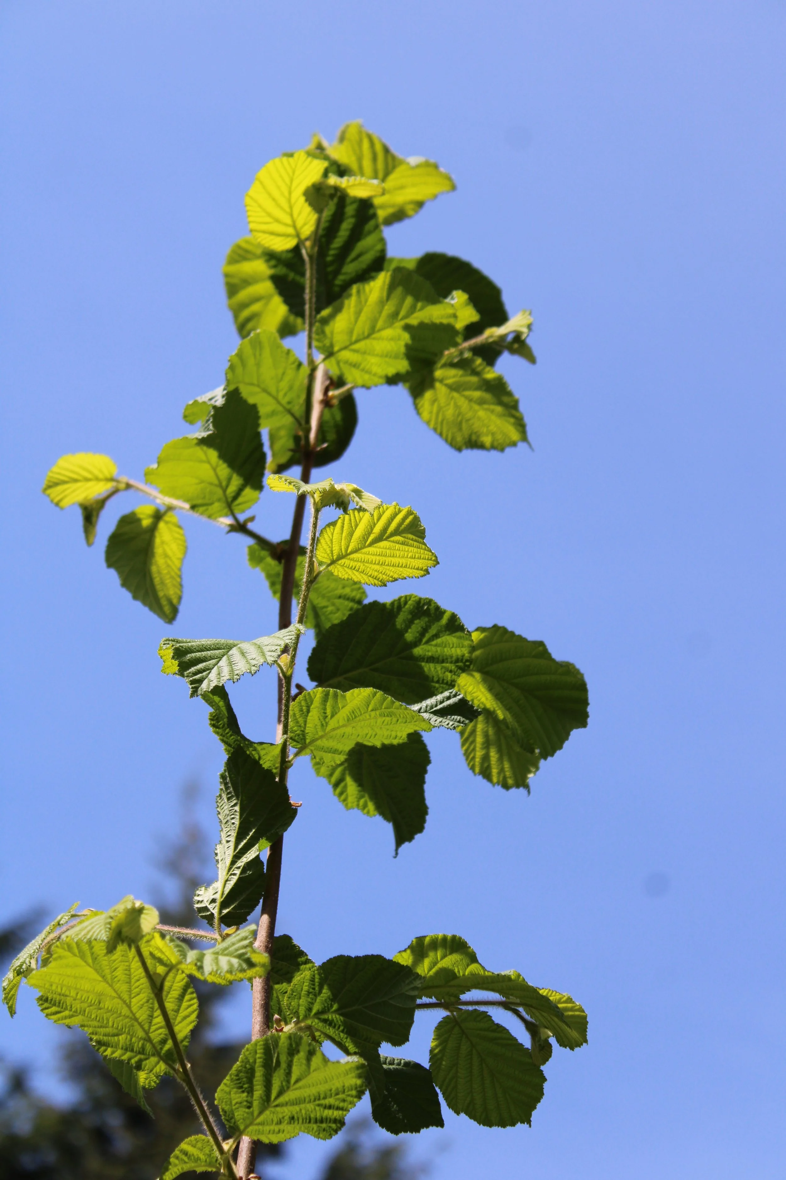 Hazelnut branch. Small hazel sticks now available for your precious critters.JPG