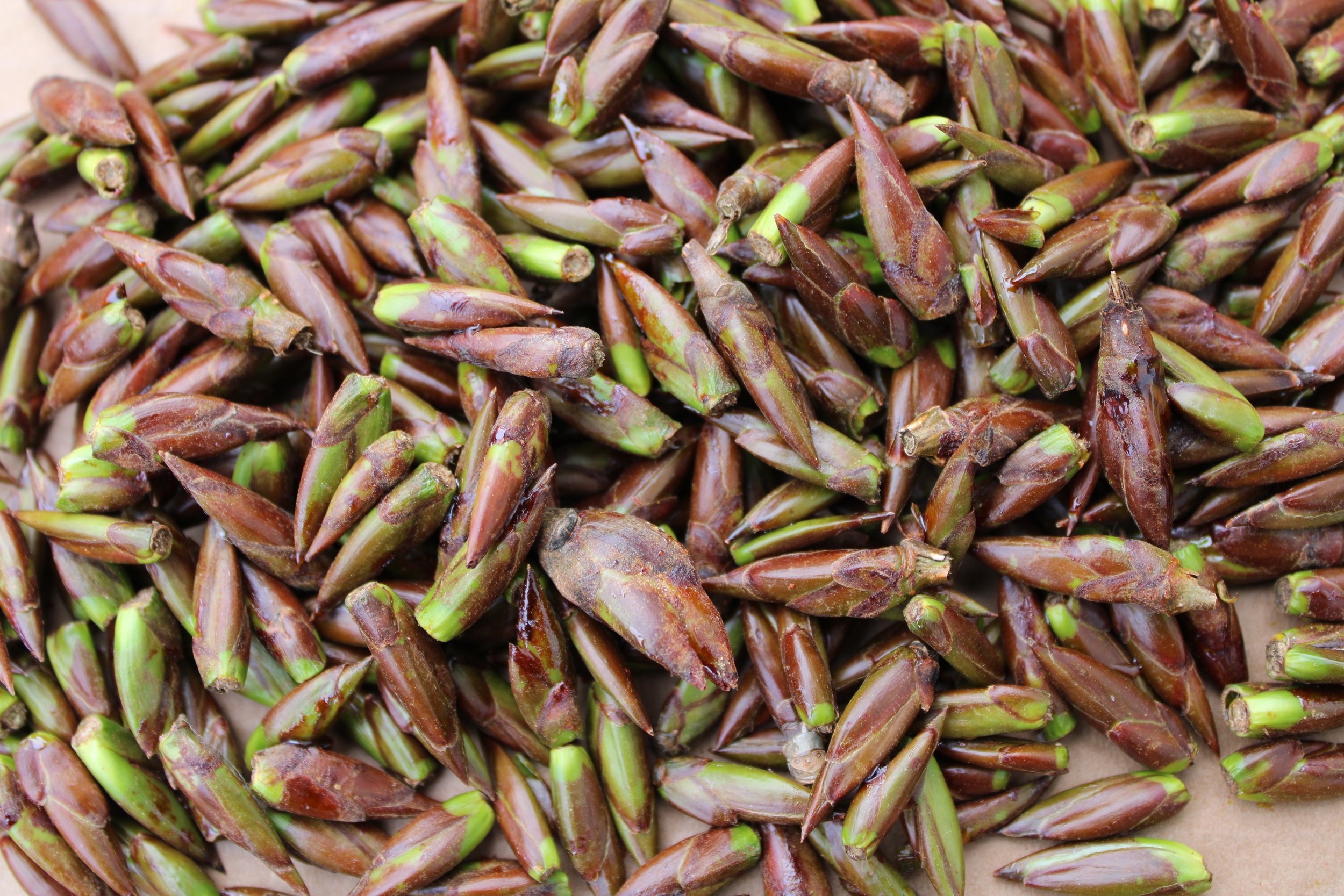 Black Cottonwood Buds Fresh