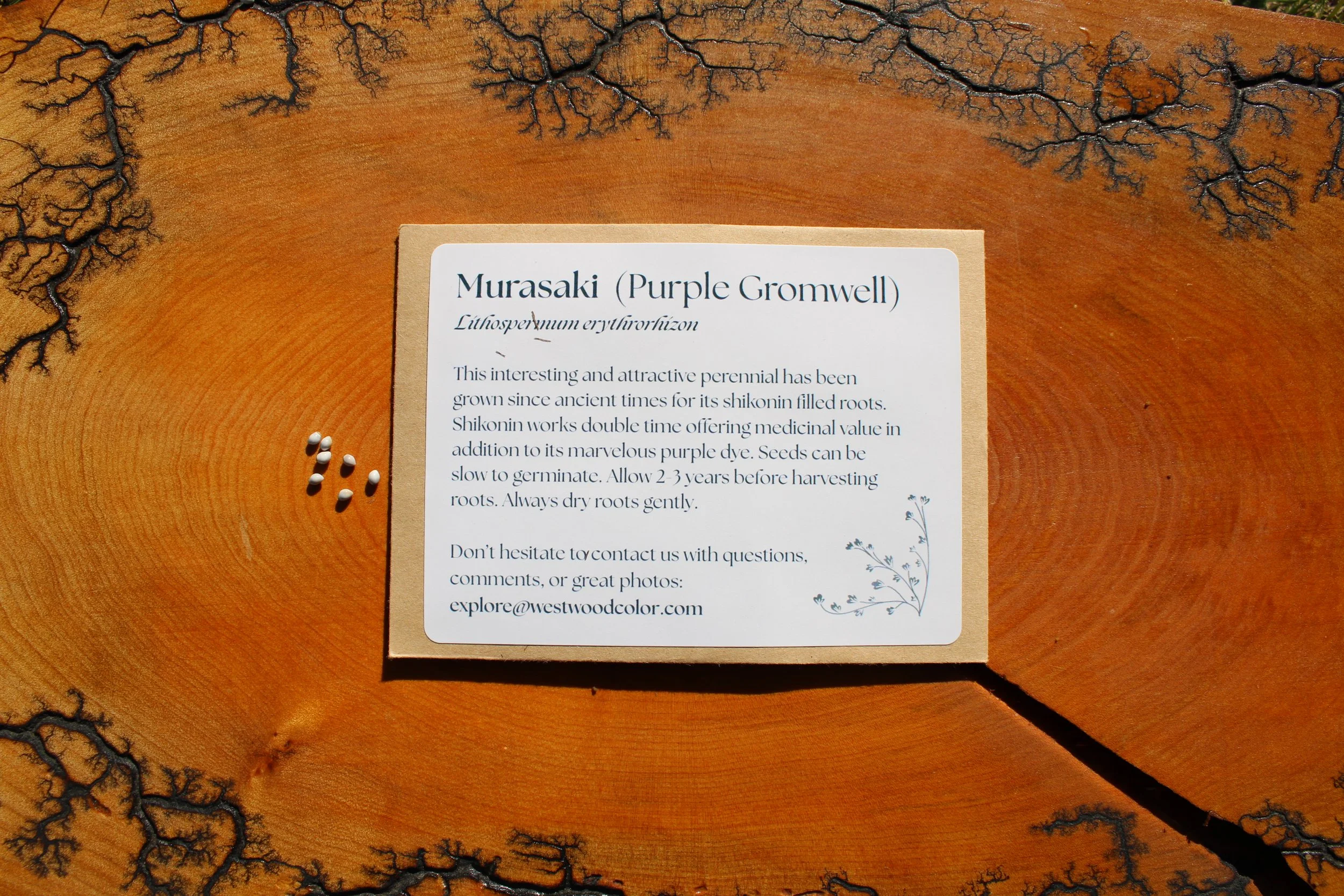 Murasaki seeds for growing your own natural purple dye