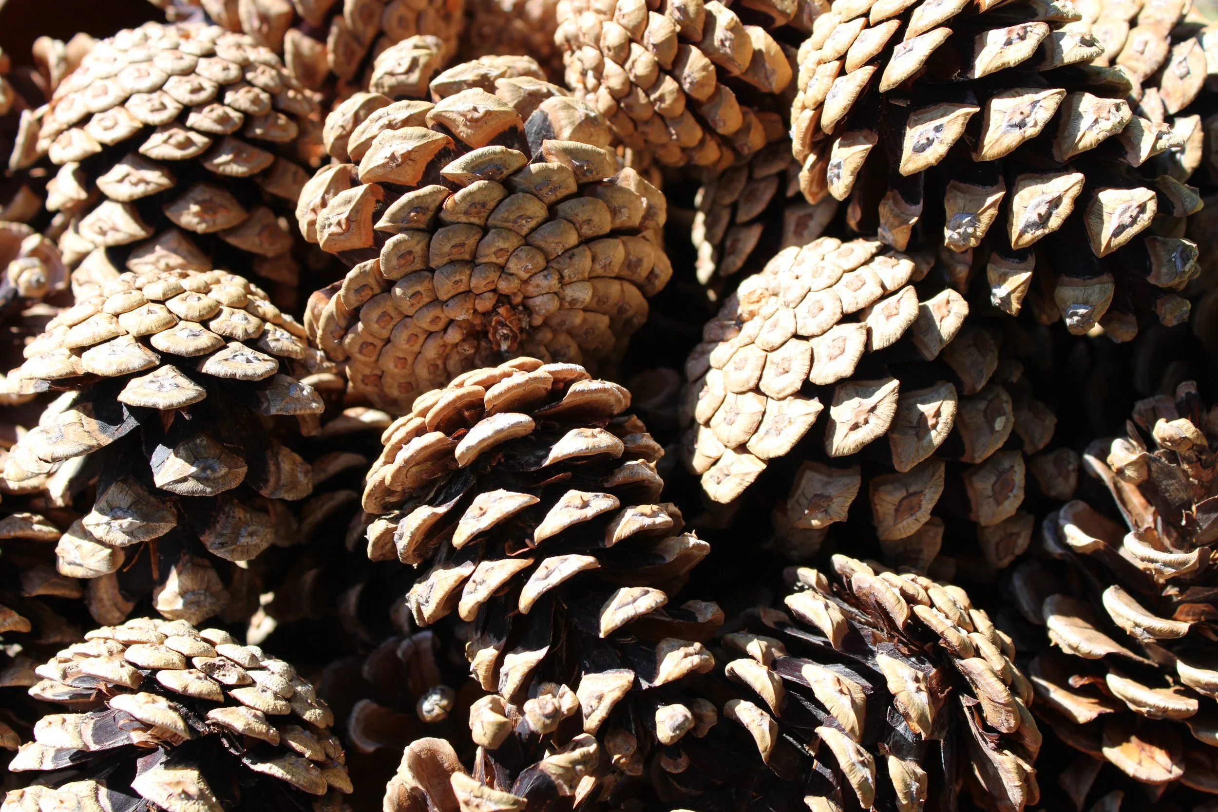 Pines Cones for sale- Excellent for DYI crafts, wreaths, garlands, Christmas ornaments, bird feeders, and much more.