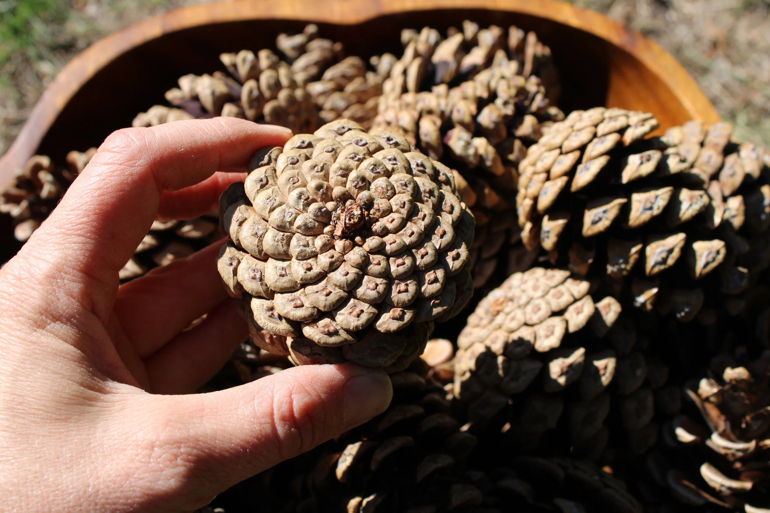 Pines Cones for sale- Excellent for DYI crafts, wreaths, garlands, Christmas ornaments, bird feeders, and much more.