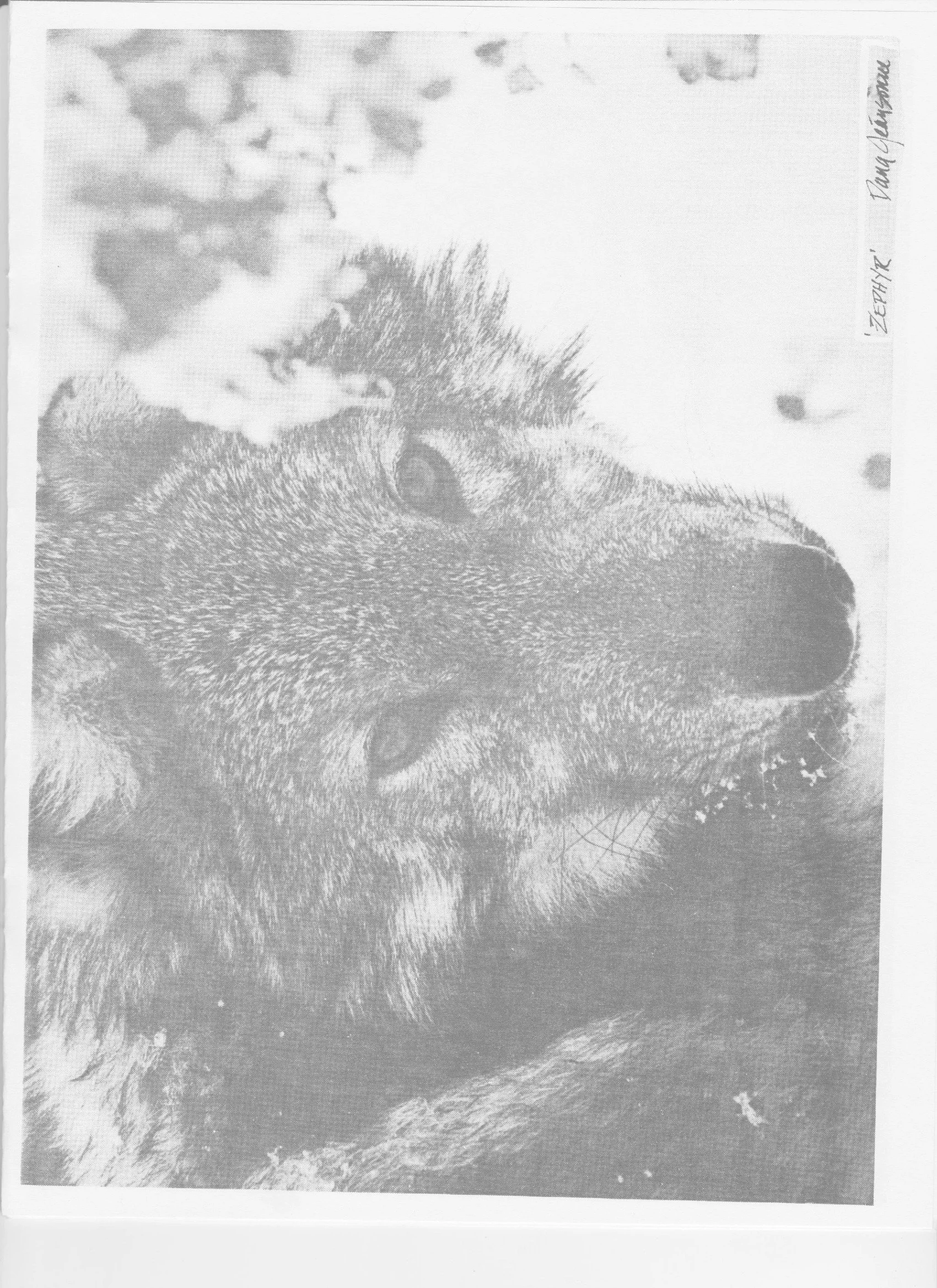 Wolf-Visions-1990 15.jpeg