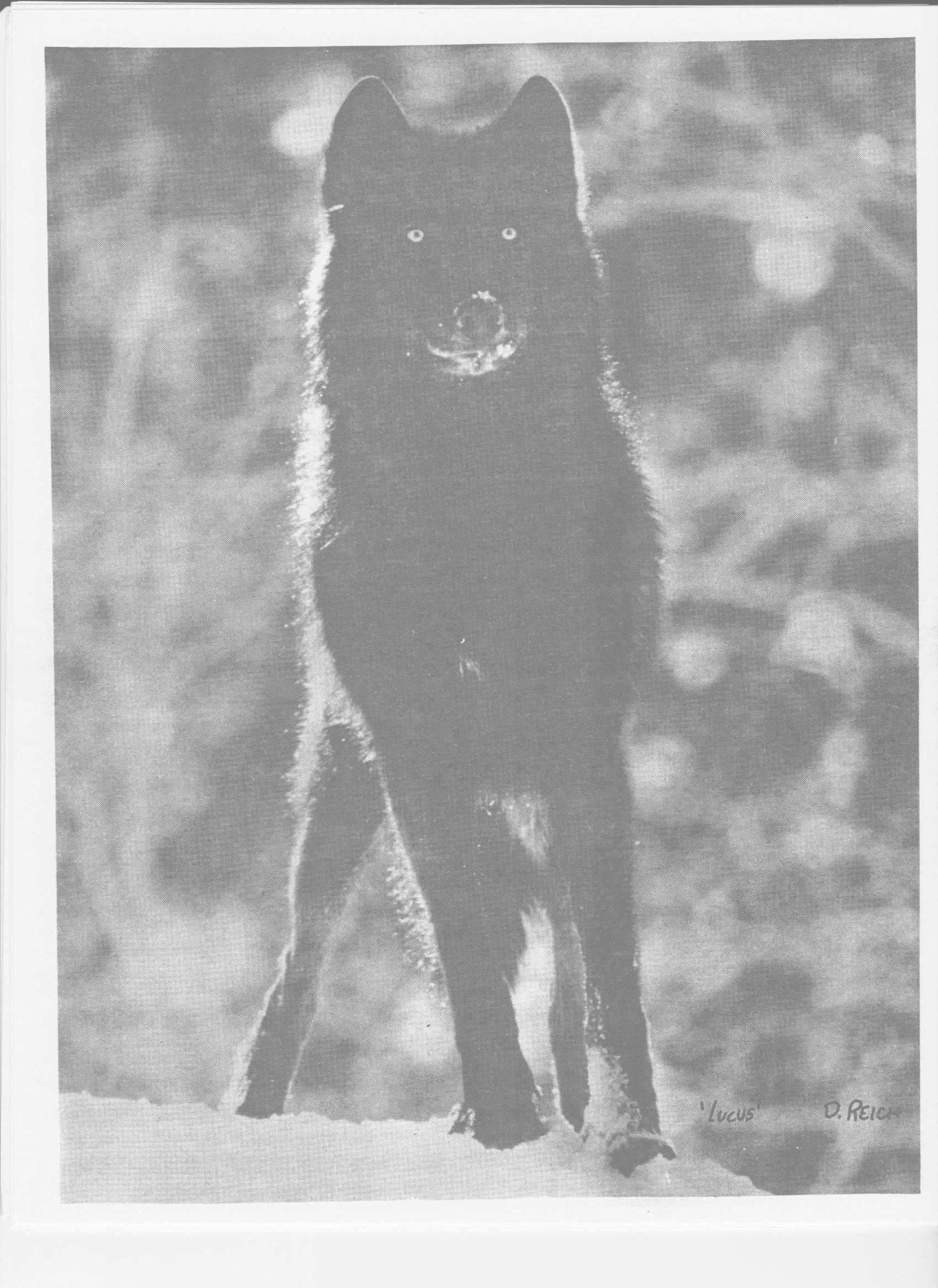 Wolf-Visions-1990 16.jpeg