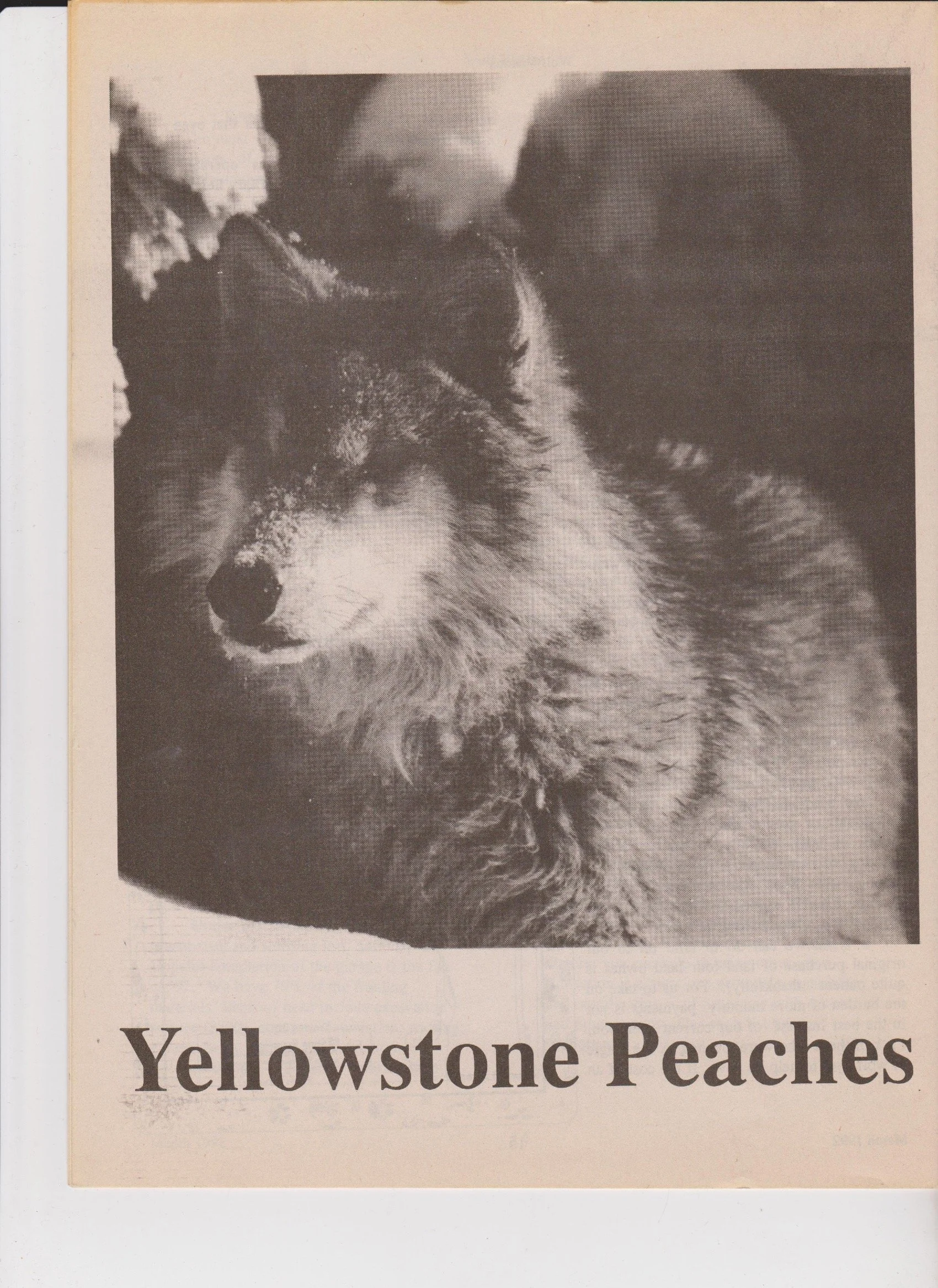 Wolf-Visions-1992-Spring 16.jpeg