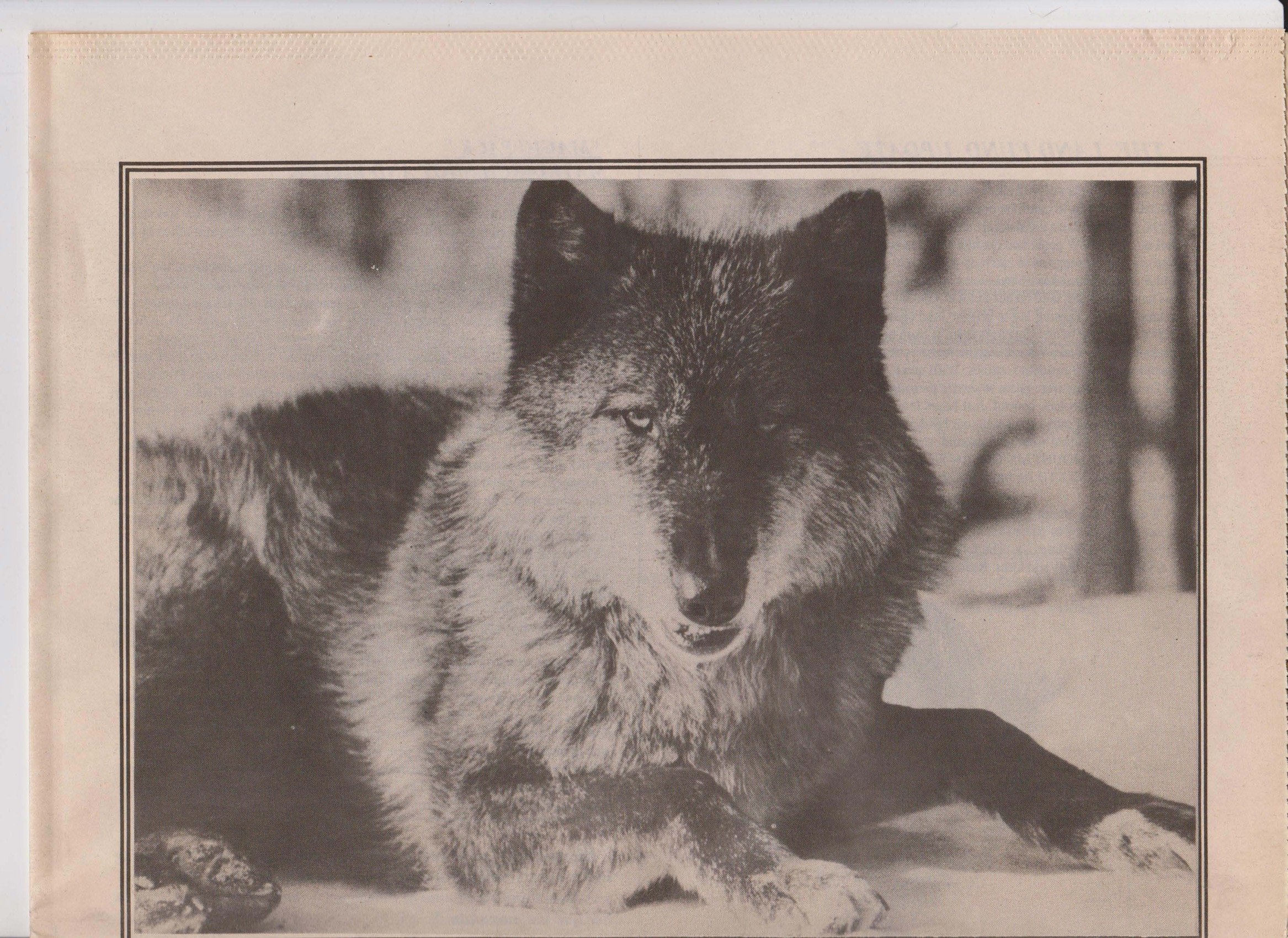 Wolf-Visions-1993 21.jpeg