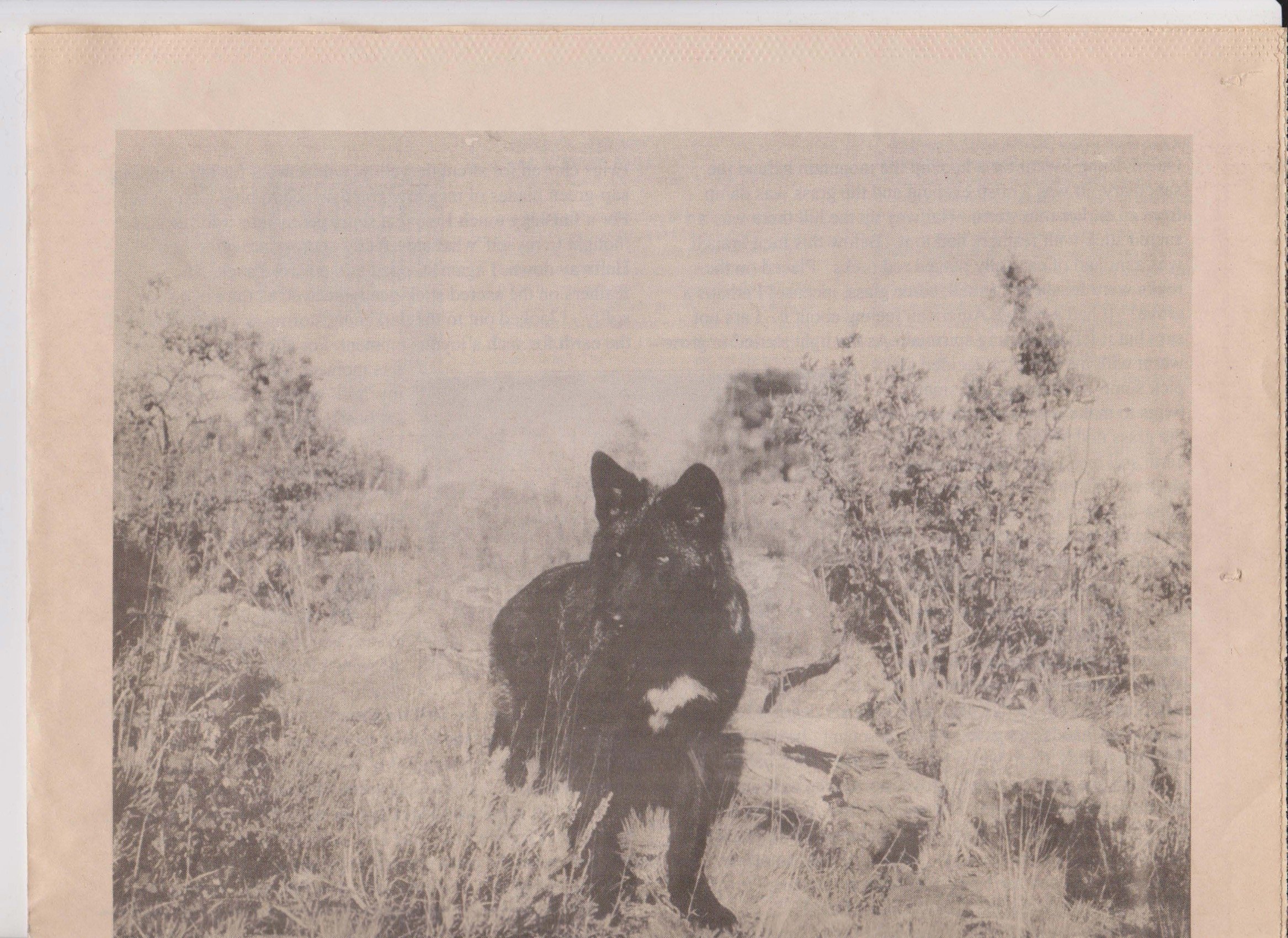 Wolf-Visions-1993 37.jpeg