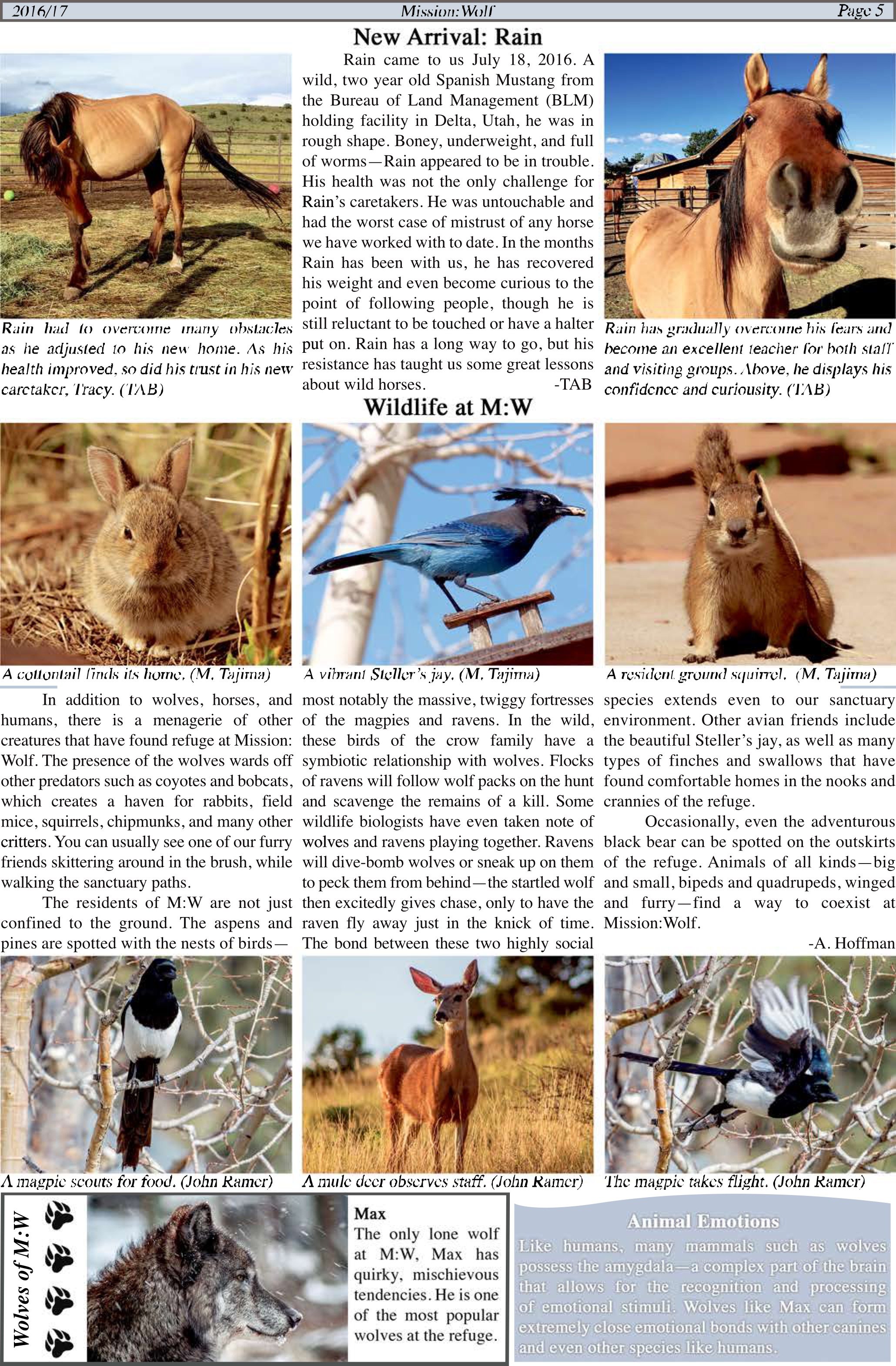 2017-Mission-Wolf-Newsletter 5.jpeg