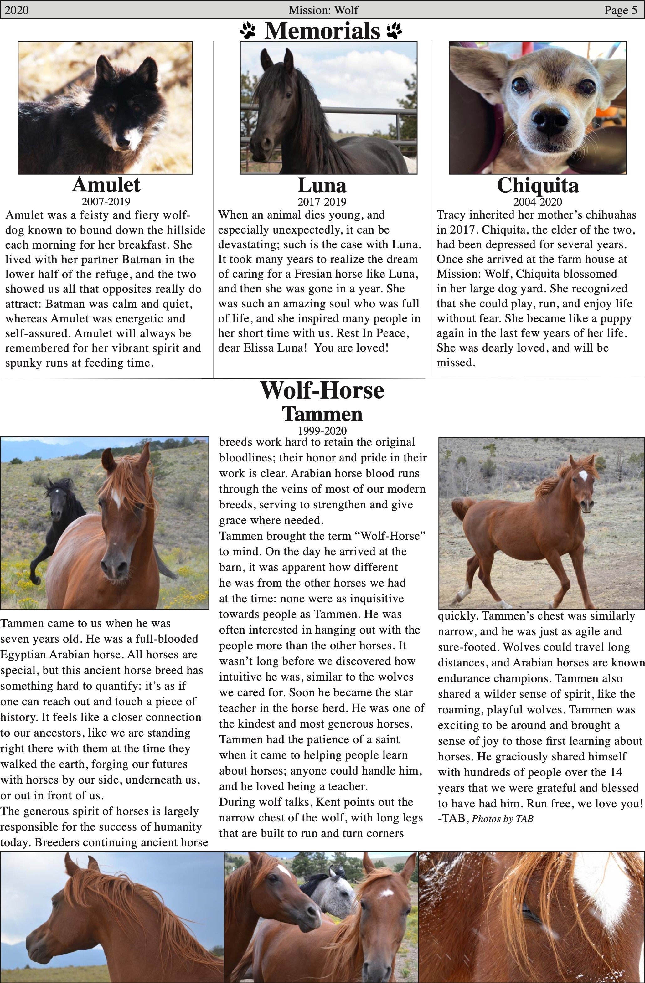 WolfVisions2020OnlineVersion 5.jpeg