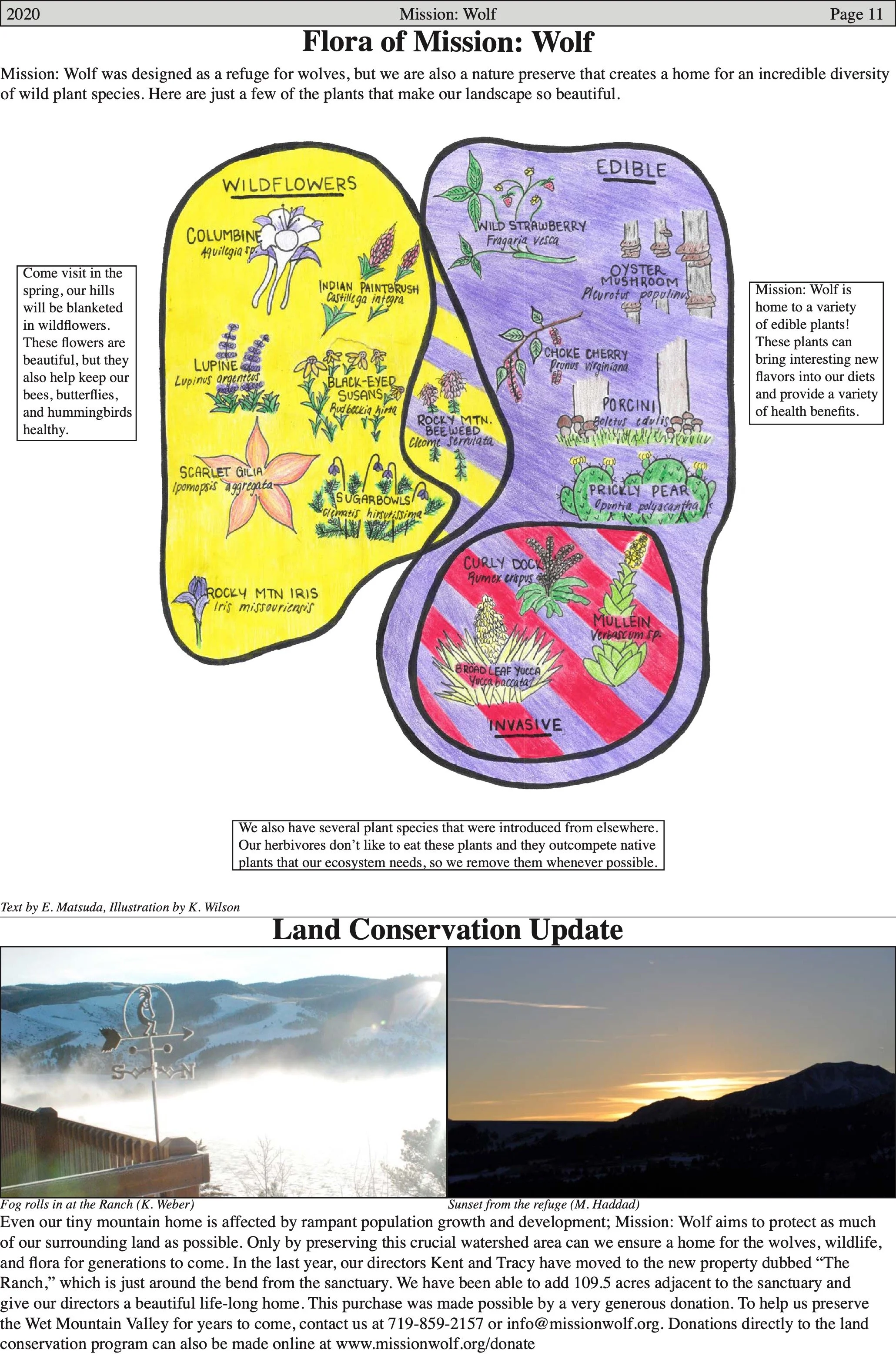 WolfVisions2020OnlineVersion 10.jpeg