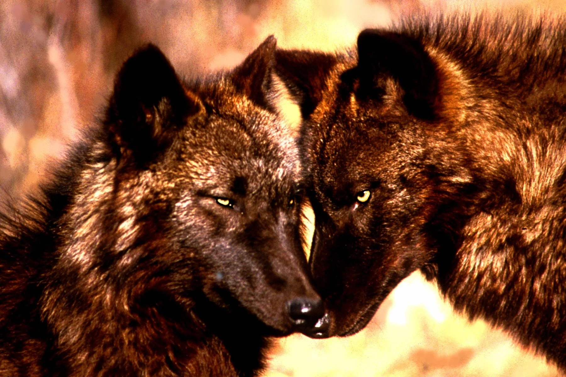 Mission:Wolf