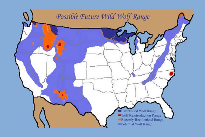 WILD possible-future-wild-wolf-range.jpeg
