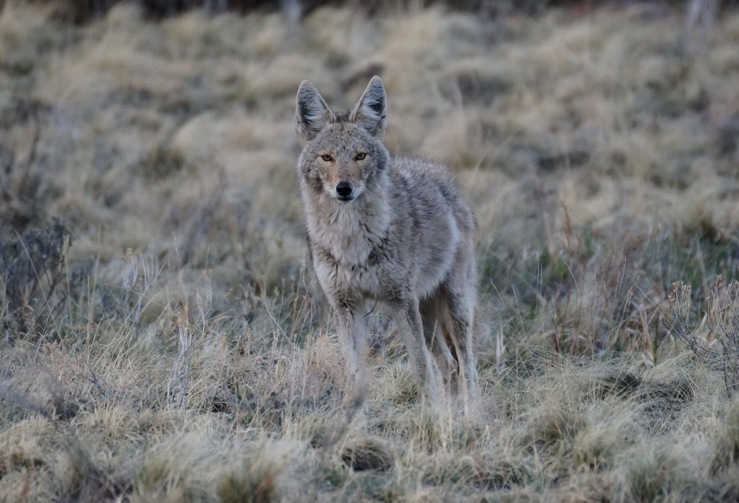 Local Coyote
