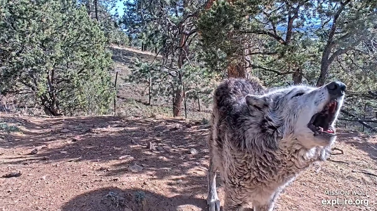 AWOOOO!!!