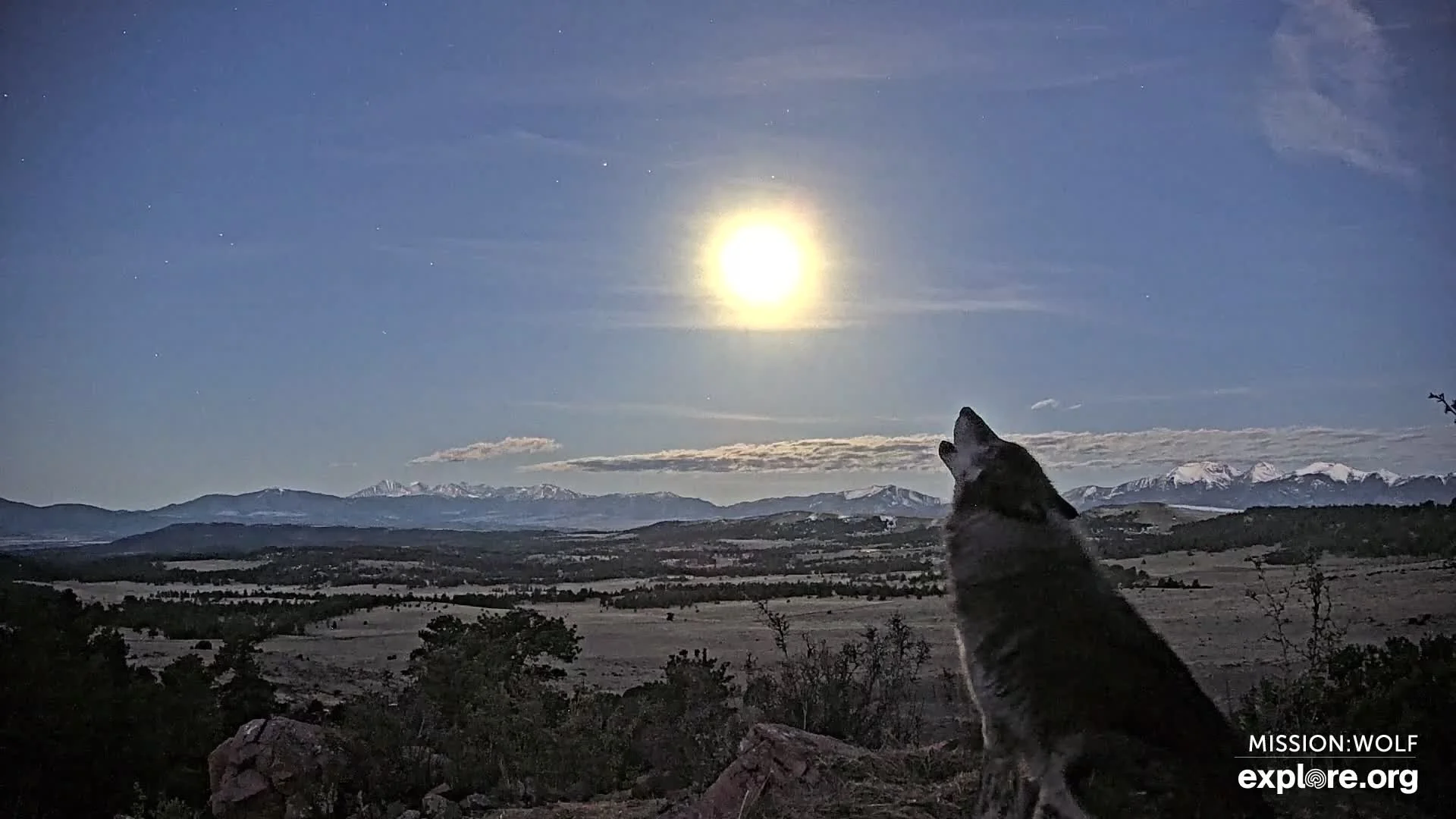 Saurya Howling at the Moon