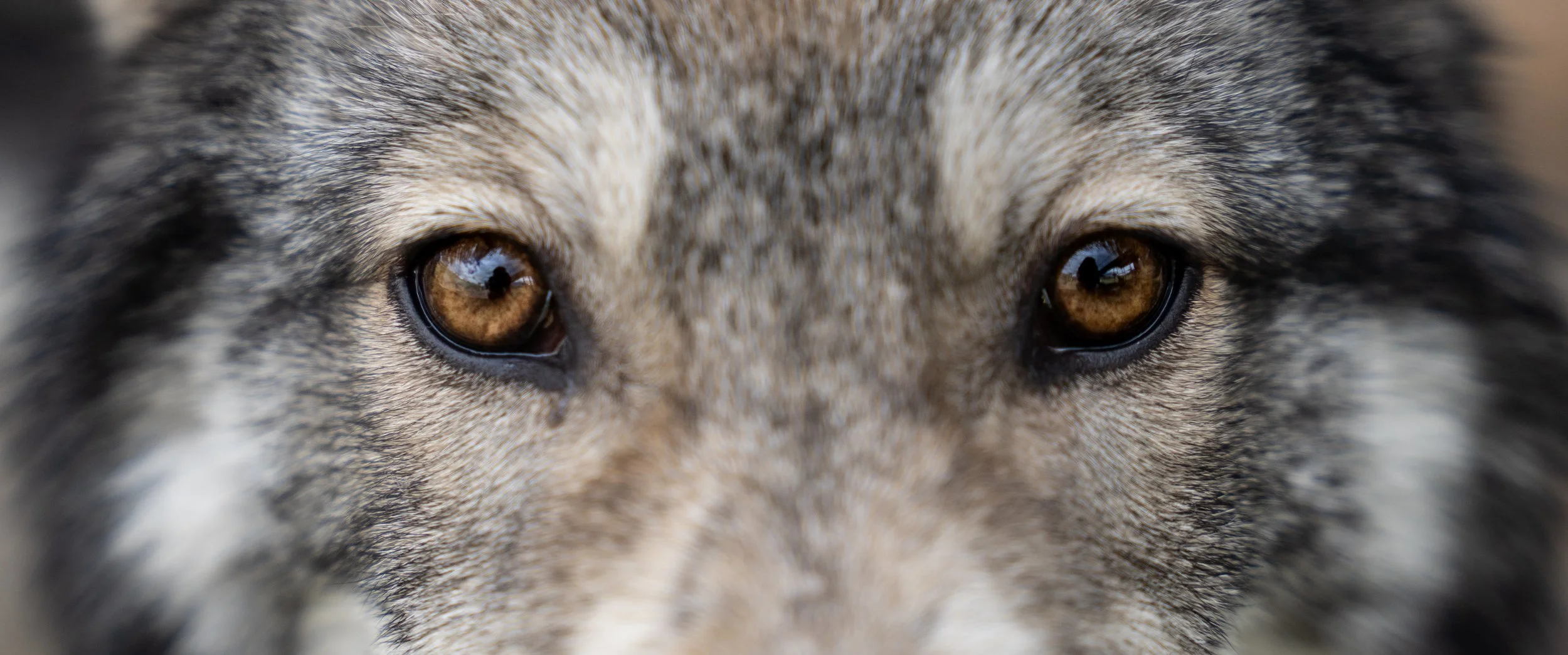 Lyra — Mission:Wolf