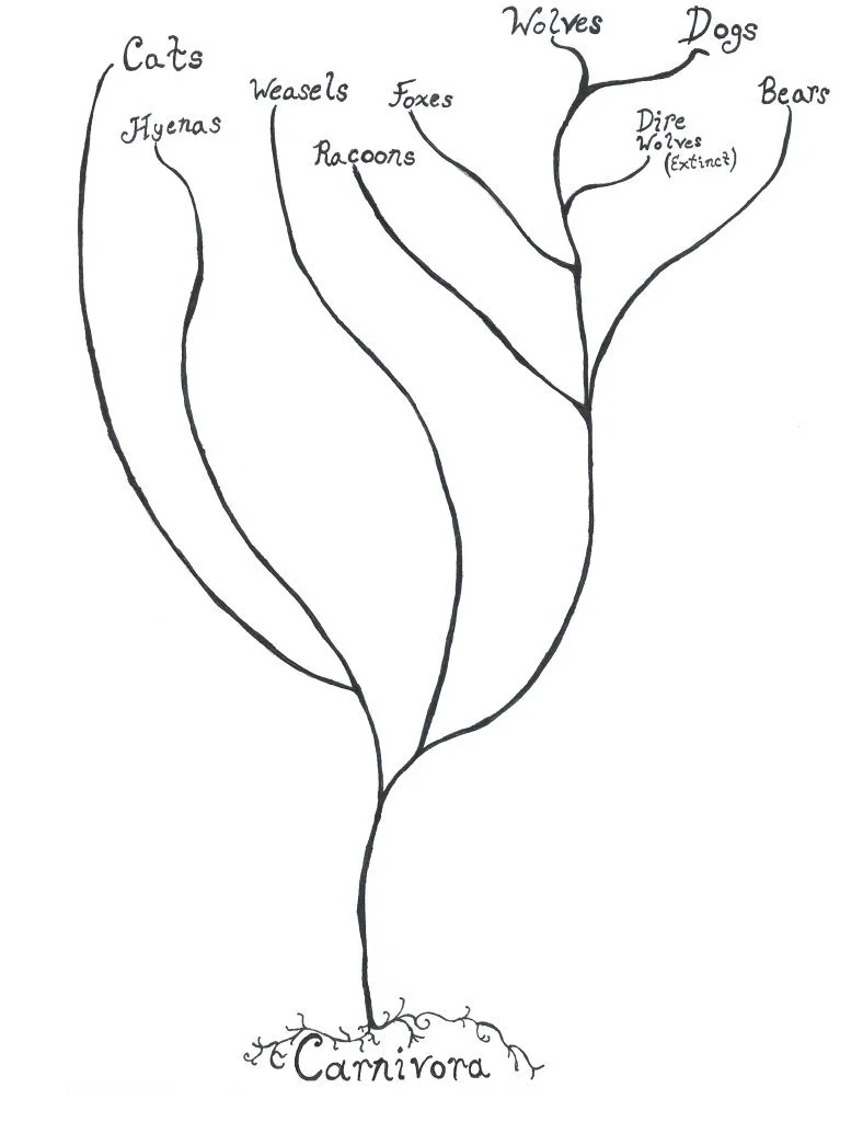 Wolf And Dog Evolution — Mission:Wolf