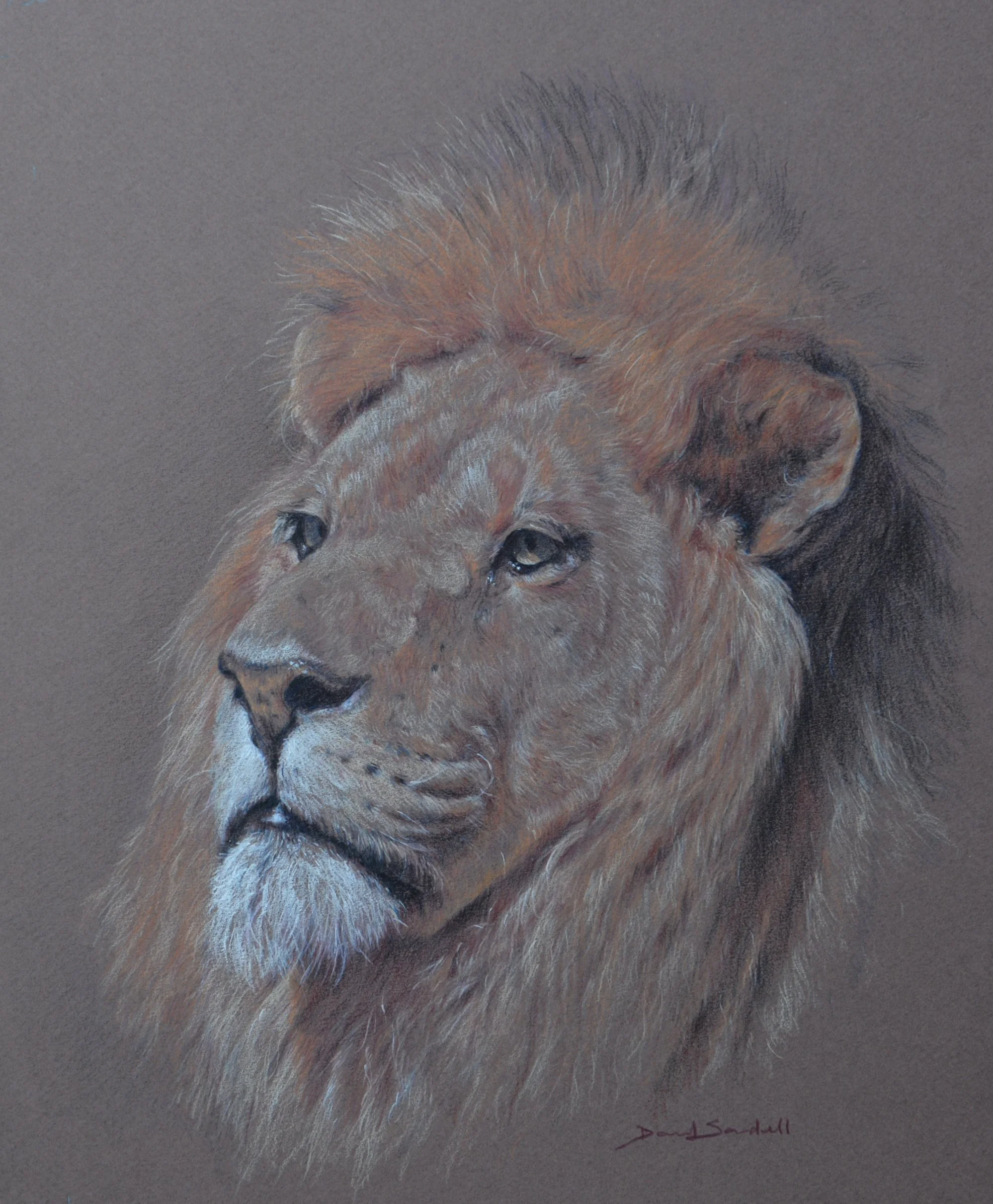 Handsome Ghana - colour pencil on toned paper 30 x 24cm
