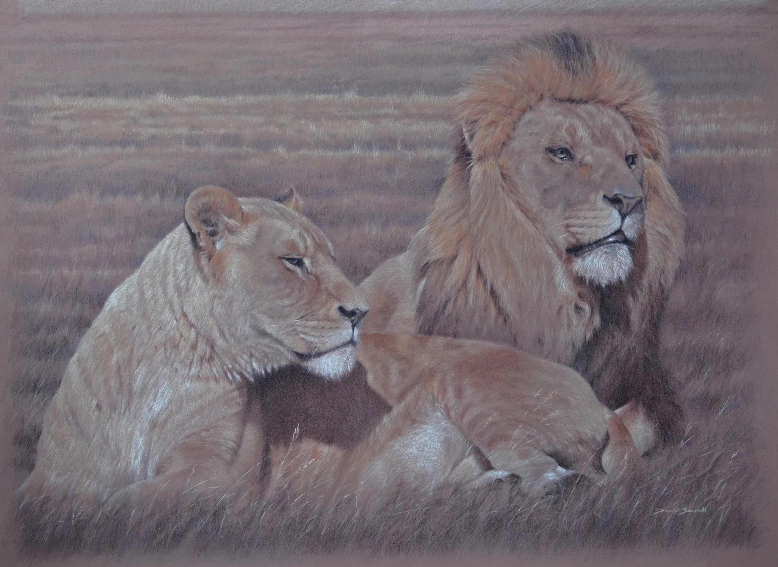 Power Couple - colour pencil on Pastelmat
45 x 60cm