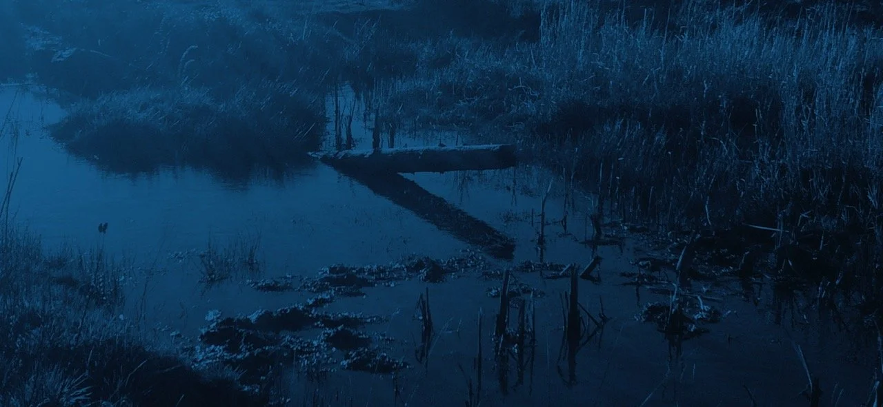 Oregon Spotted Frog Habitat Restoration